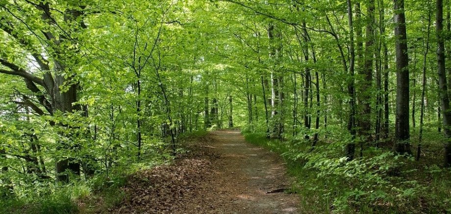 Waldweg mit Bäumen