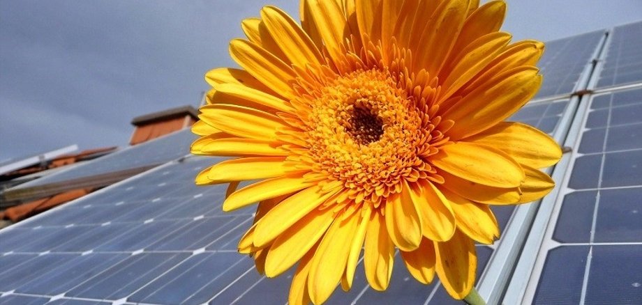 Blume auf Photovoltaikanlage