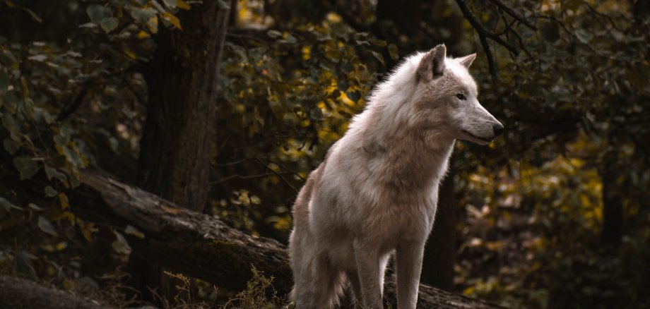 Wolf im Wald lauernd