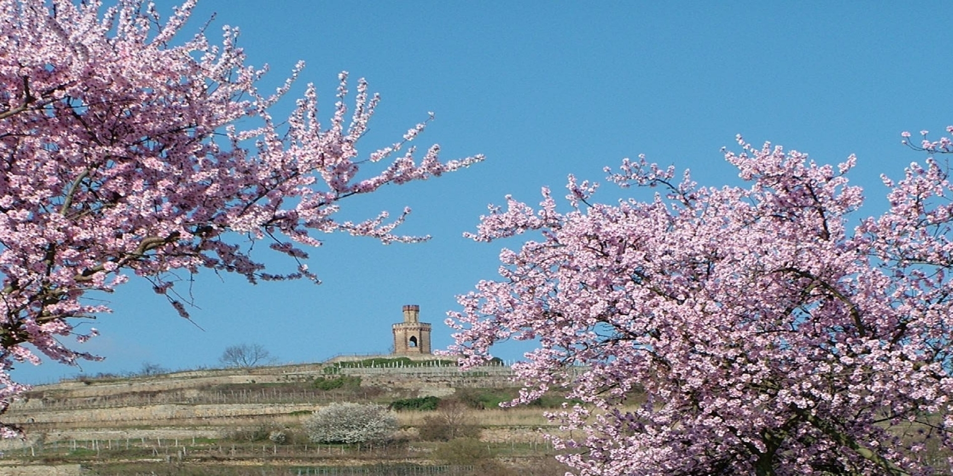 Blühende Mandelbäume an der Weinstraße und der Flaggenturm im Hintergrund