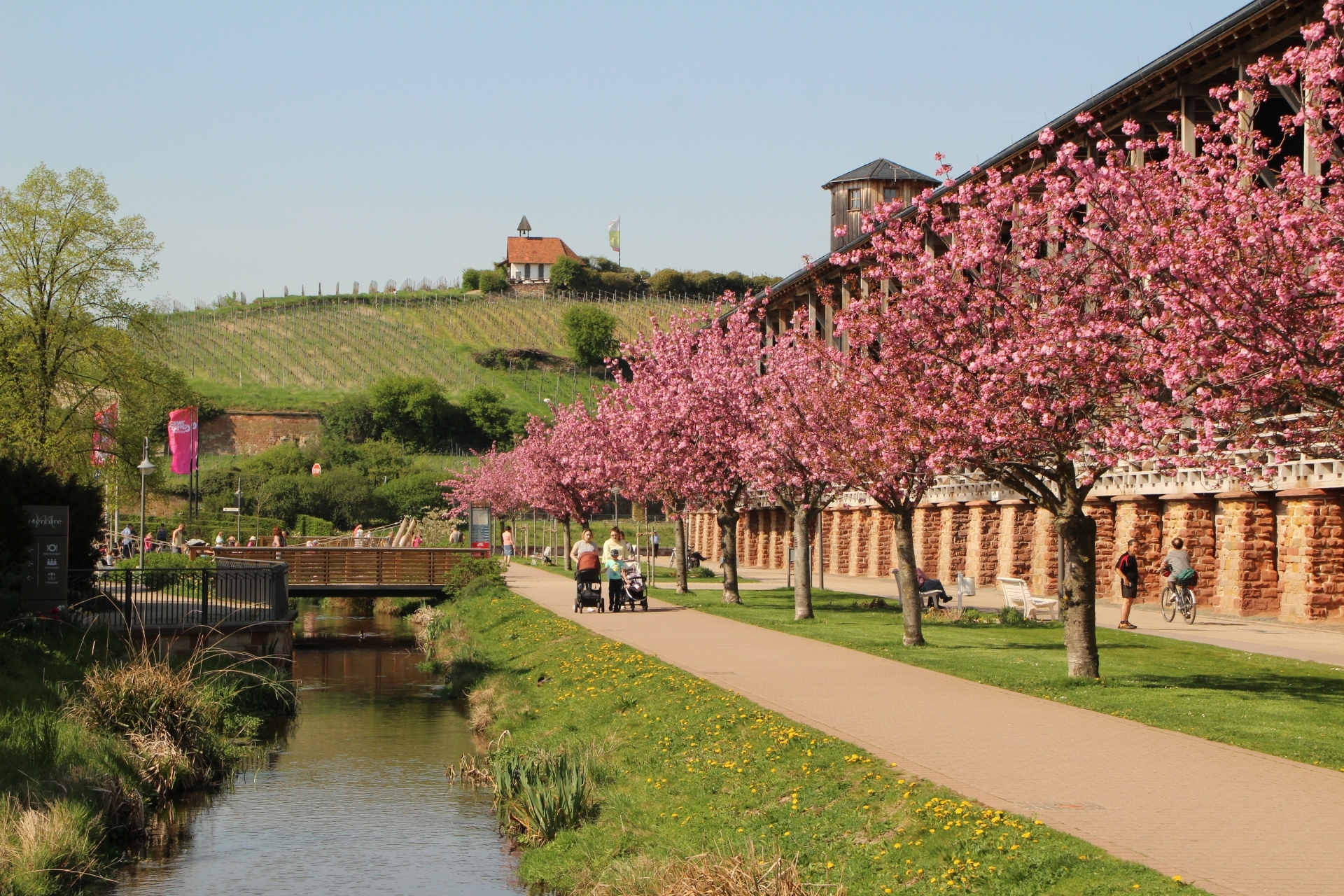 Blühende Kirschbäume im Bad Dürkheimer Kurpark mit dem Gradierbau