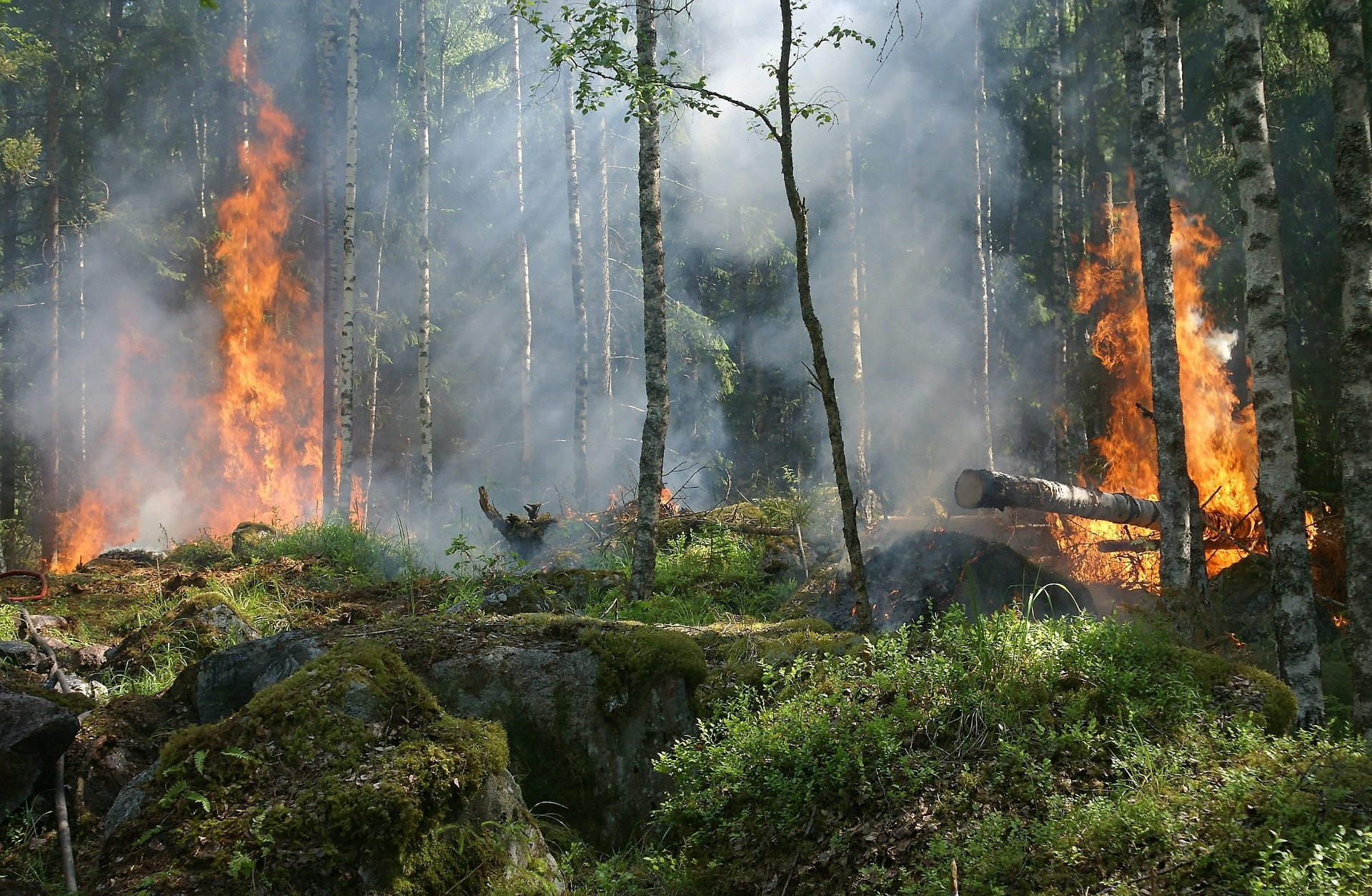 Waldbrand Brennender Wald und lodernde Flammen