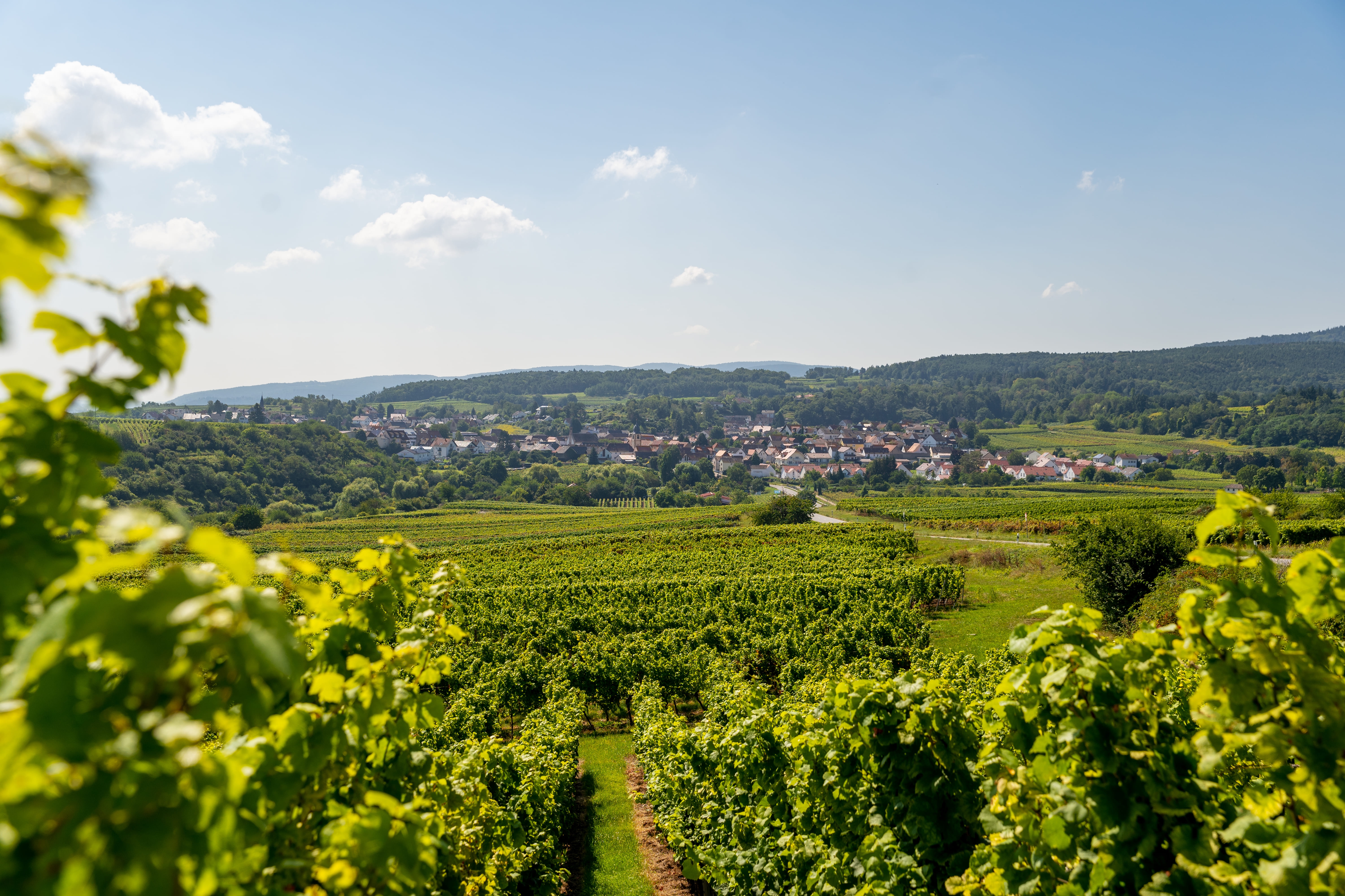 Die Leistadter Weinberge