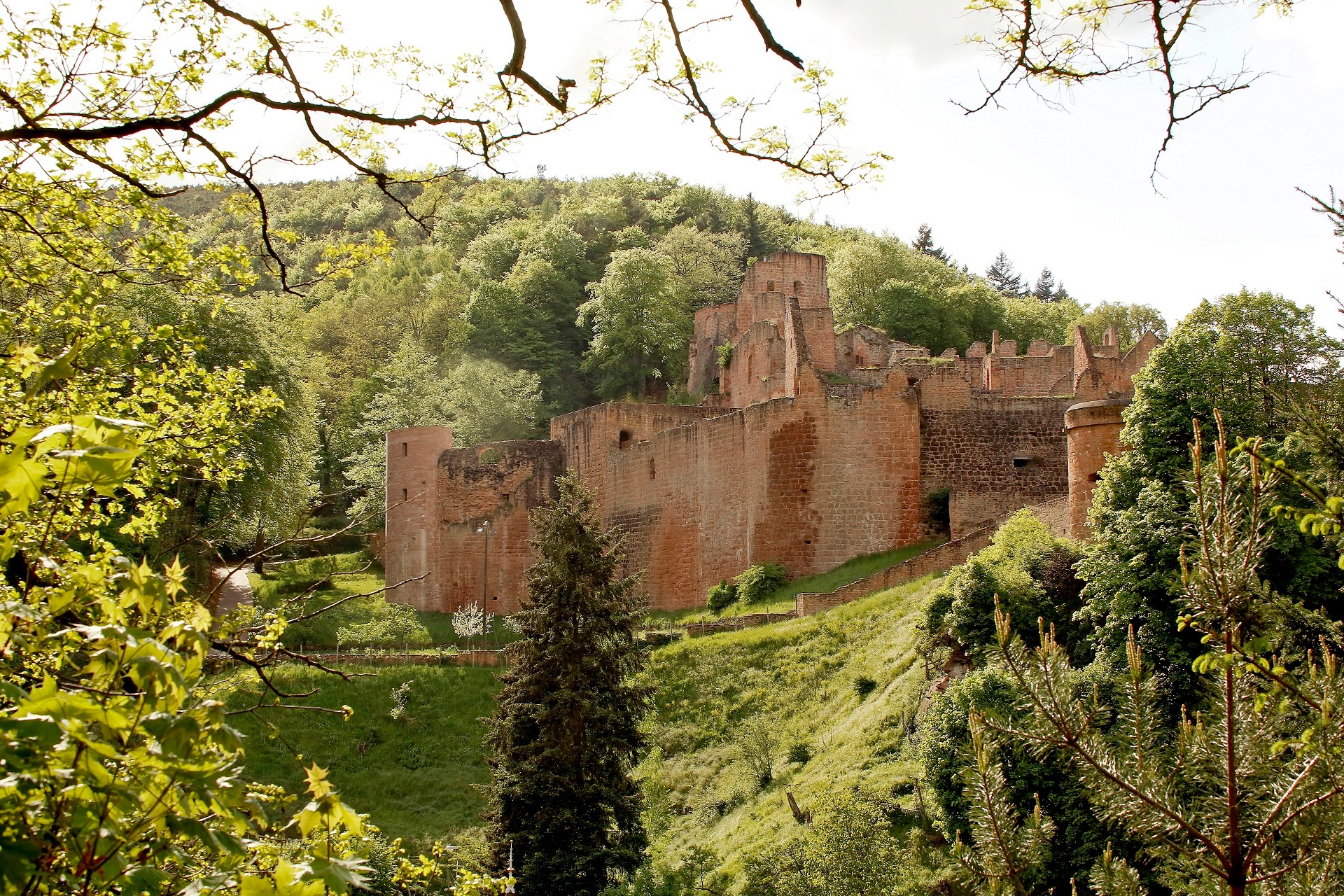 Blick auf die Hardenburg in der Bildmitte davor steht ein Baum auf einer Wiese. Das Bild ist link und rechts eingesäumt von Mischwald.