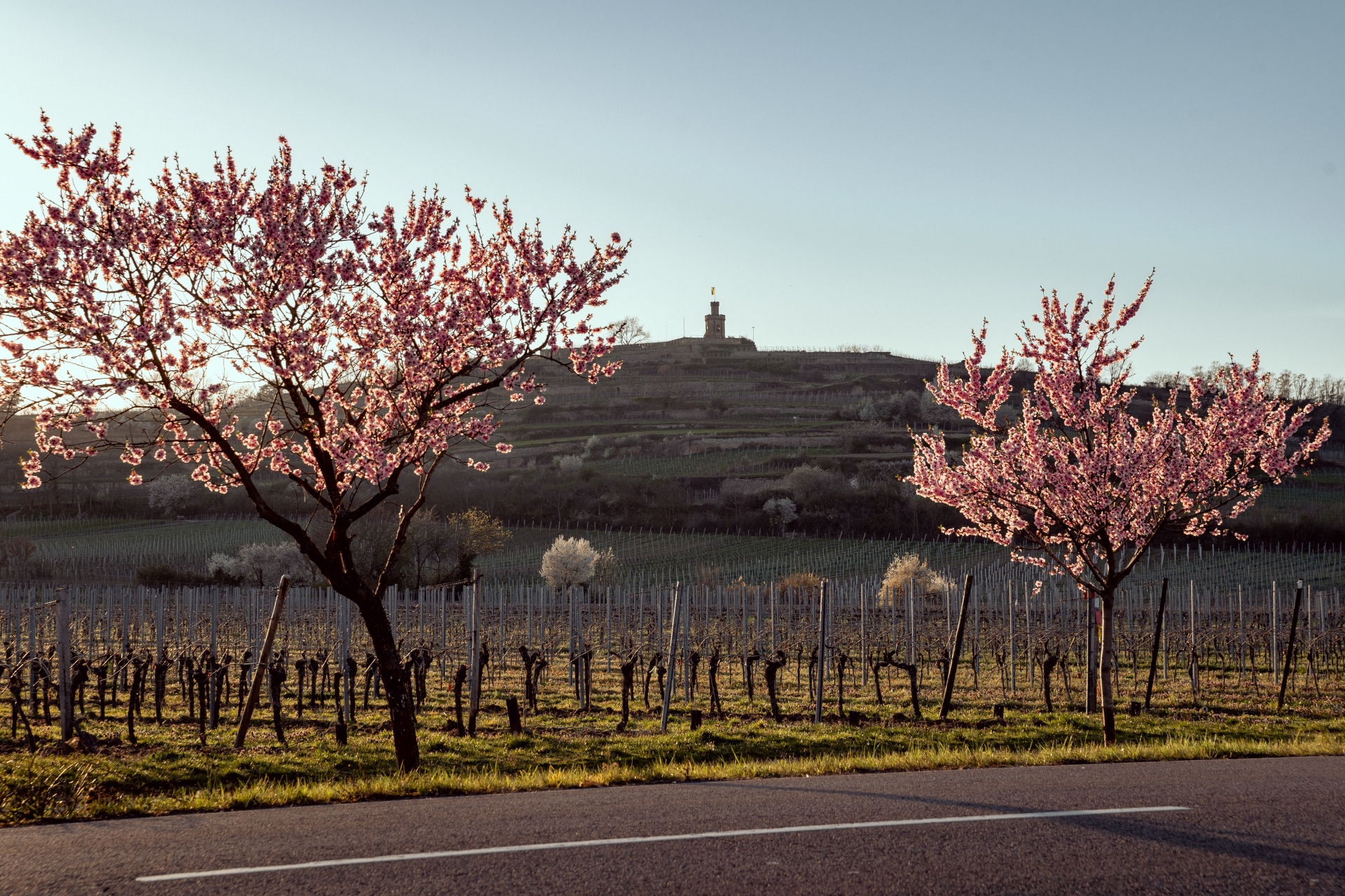 Mandelbäume mit Flaggenturm im Hintergrund
