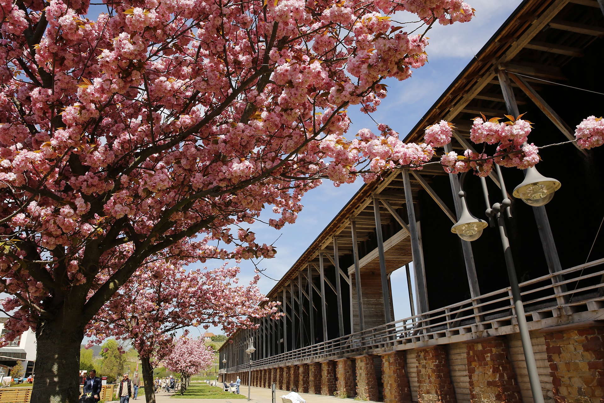 Kirschblüte im Kurpark am Gradierbau