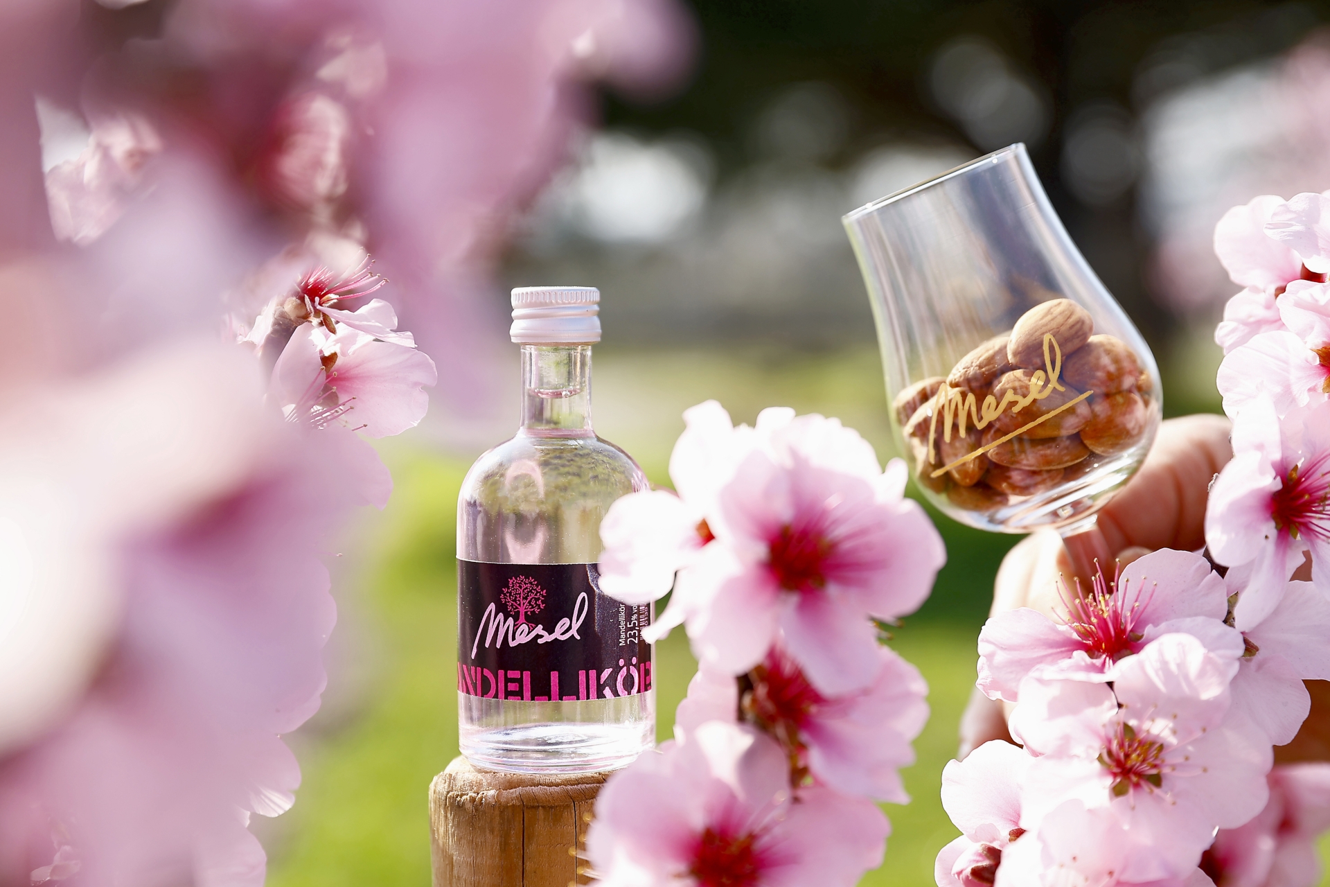 Mandellikörflasche mit Blick durch Mandelblütenzweige ind einem Glas gefüllt mit Mandeln.