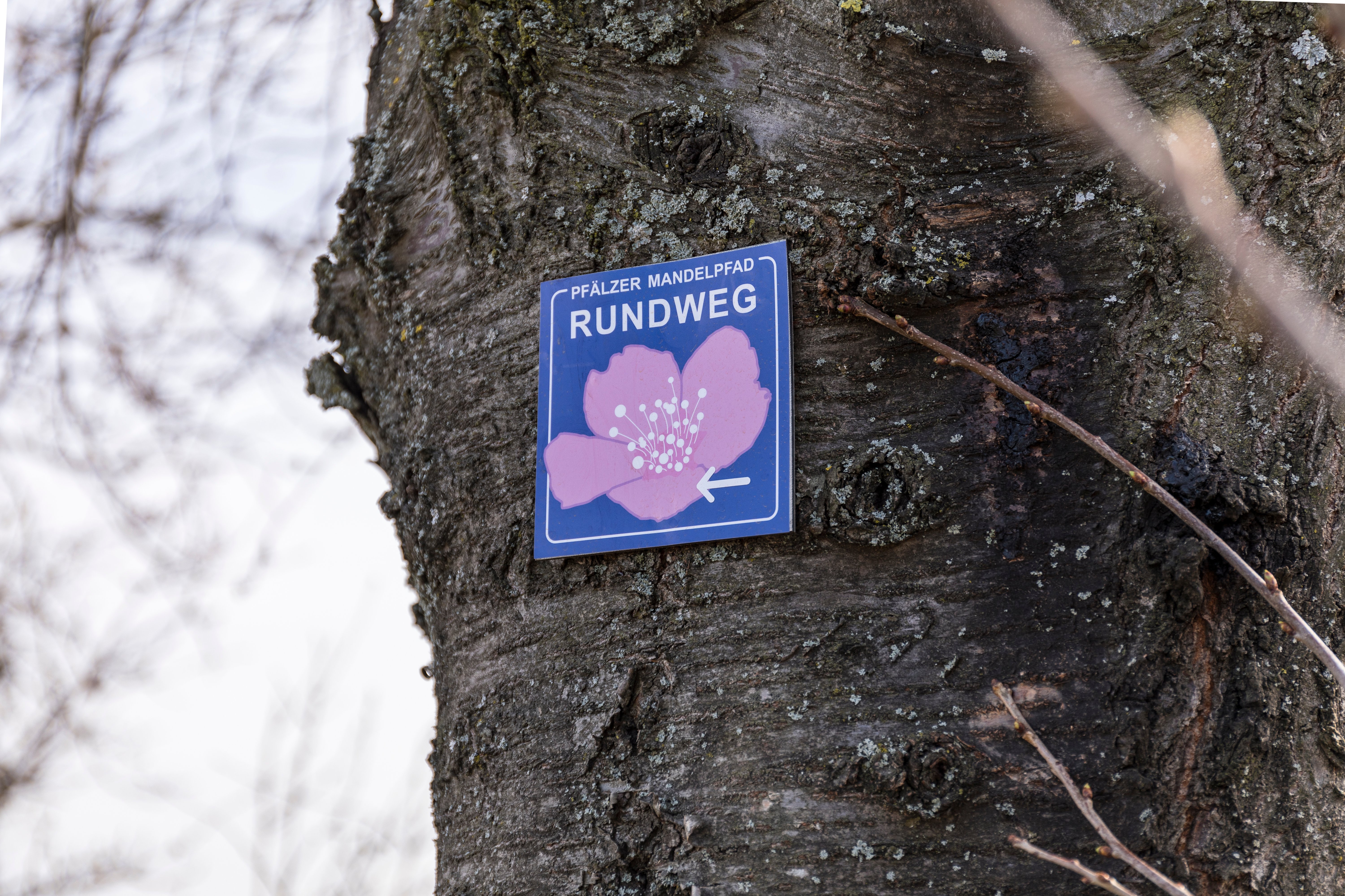 Unterwegs auf dem Mandelpfad Unterwegs auf dem Mandelpfad