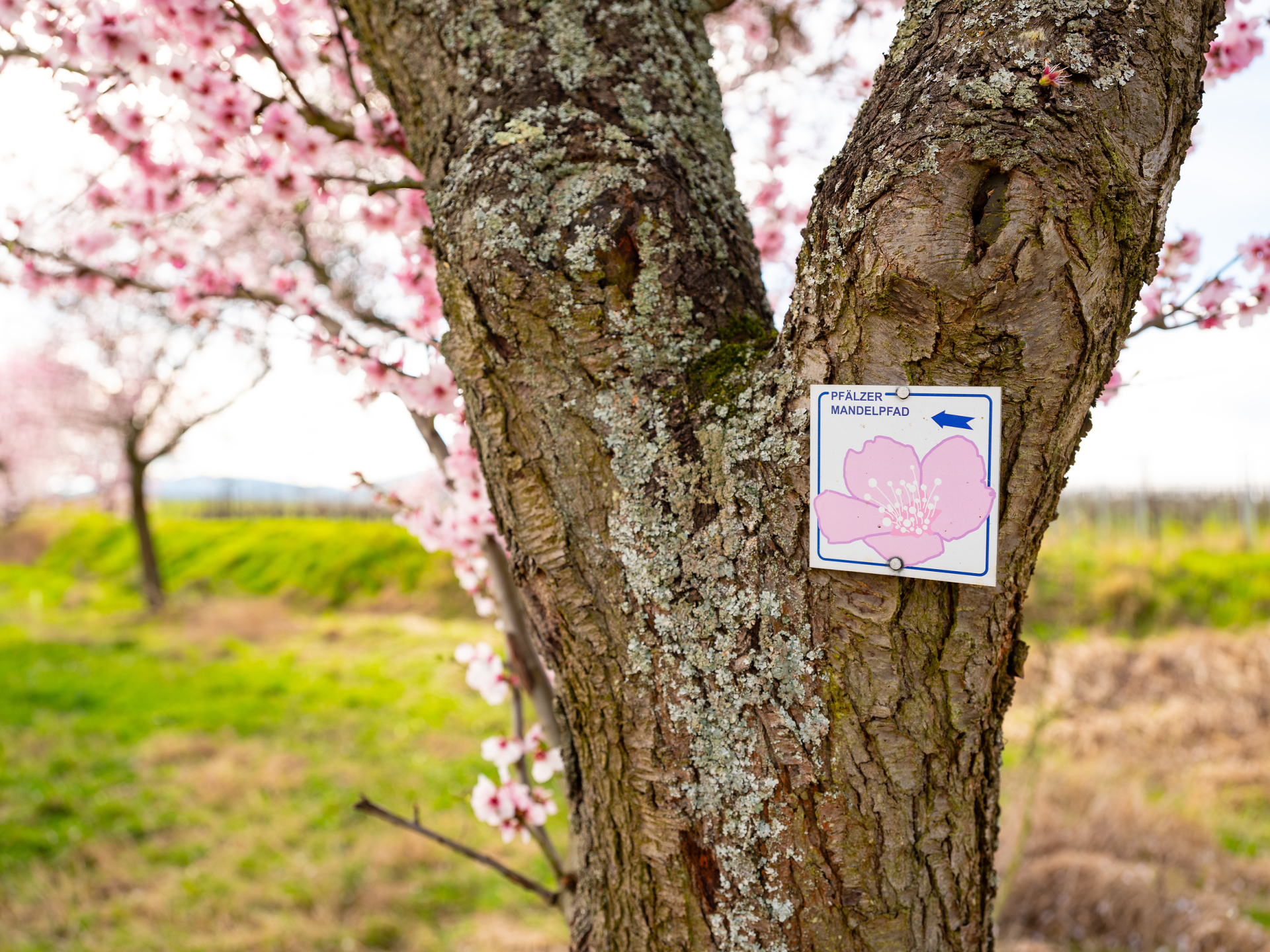 Routenlogo Pfälzer Mandelpfad