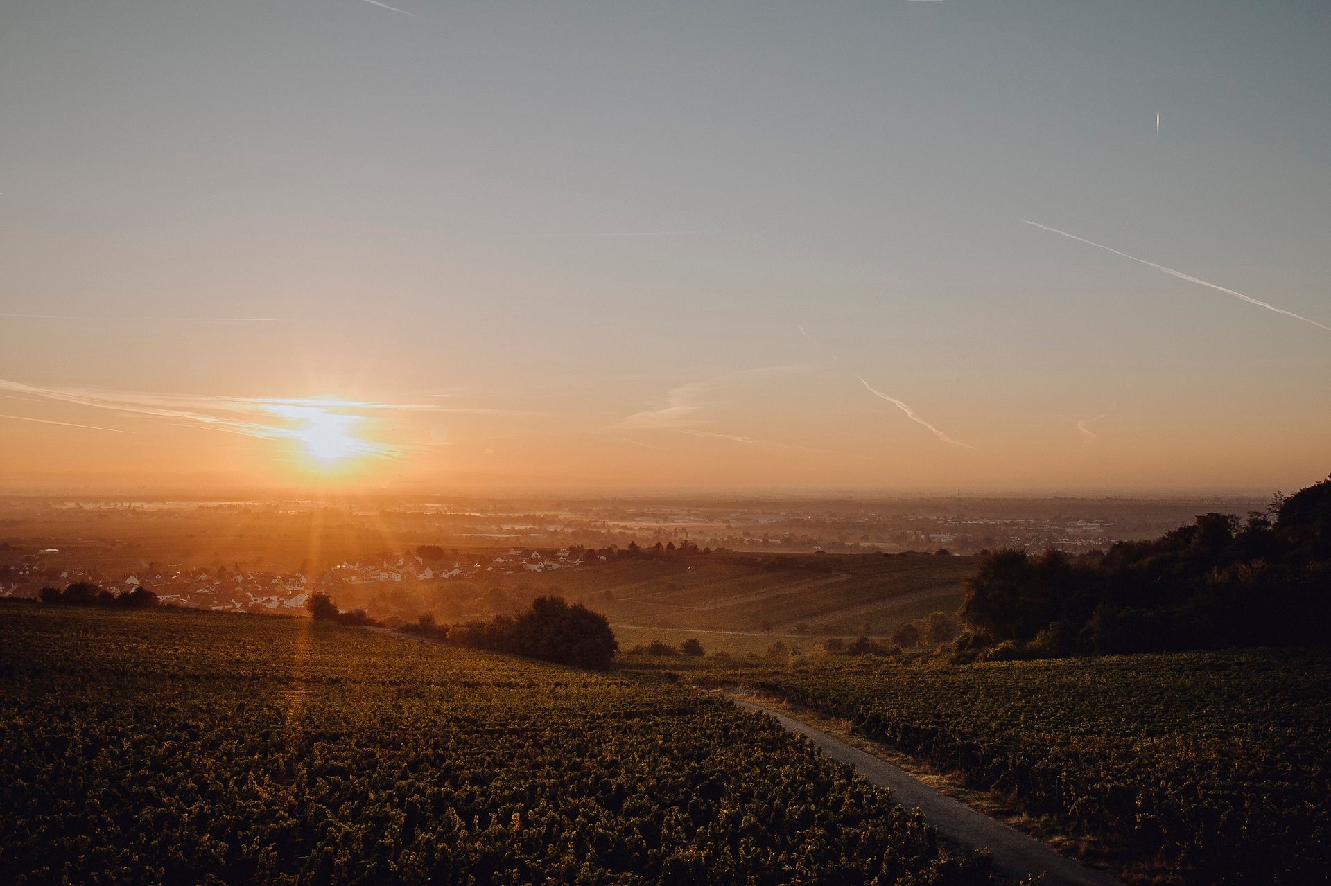 Die Sonne steht niedrig am Horizont. In der Ferne sind Wohnhäuser zu erkennen. Im Vordergrund findend man die Weinberge vor.