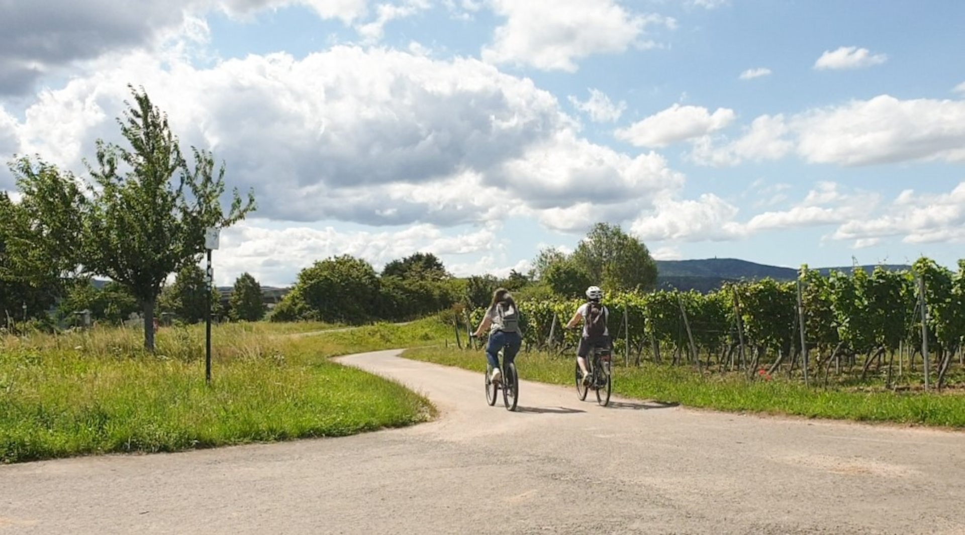 Radfahrerinnen von hinten Zwei Radfahrerinnen fahren auf einem asphaltierten Weg durch die Weinberge.