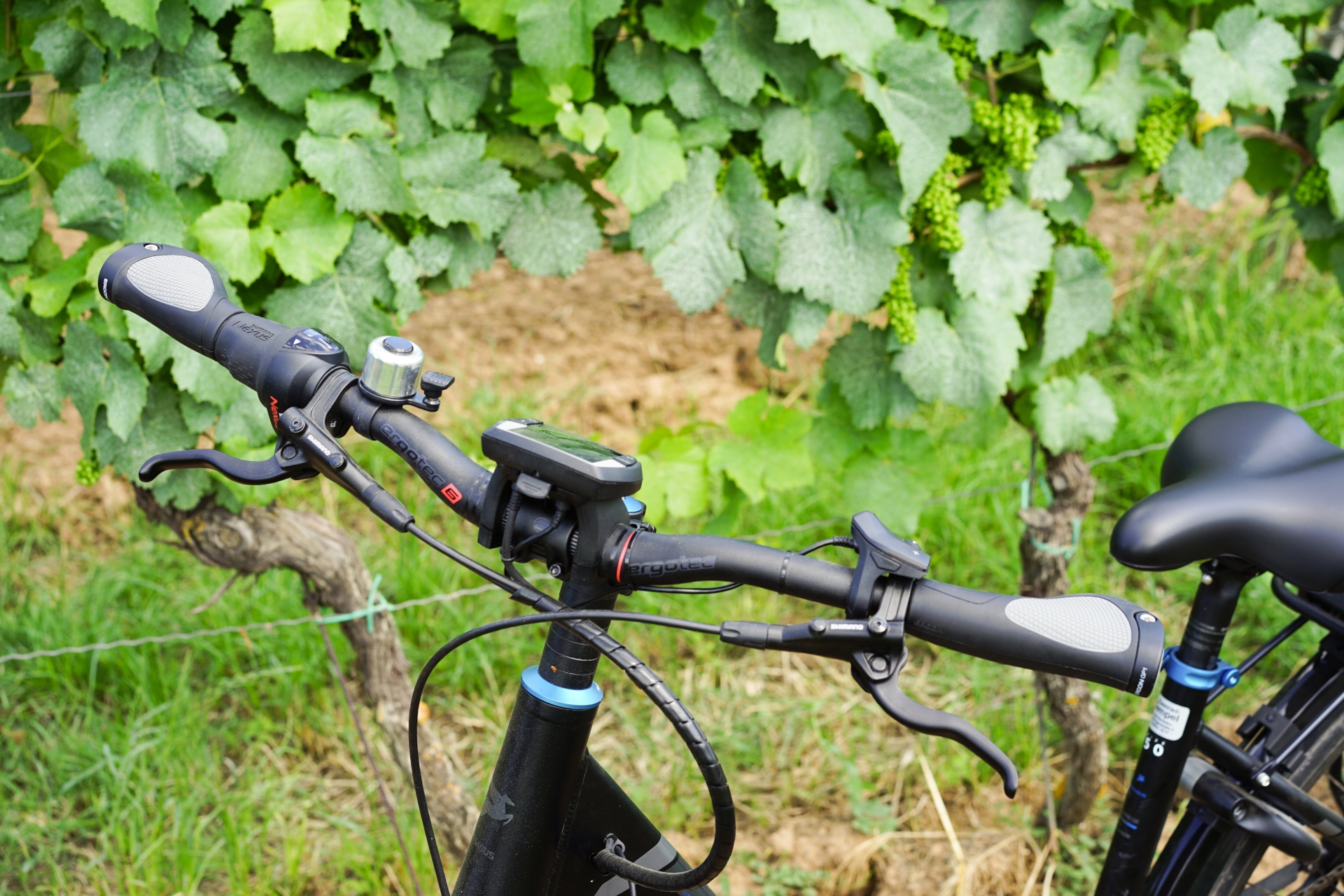 Im Vordergrund ein schwarzes Fahrrad von diesem ist nur der Lenker und der Sattel zu sehen. Hinter dem Fahrrad eine grüne bereits Trauben tragende Weinrebe. 