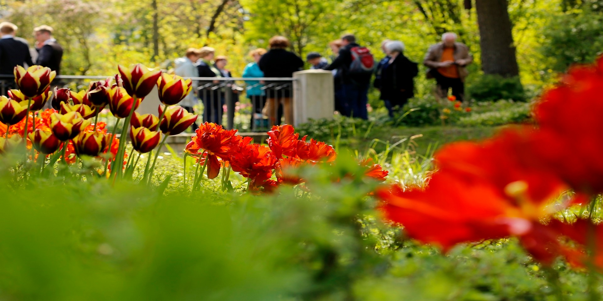 Kurpark mit Fürhung Im Vordergrund Tulpen im Kurpark. Im Hintergrund ist auf einer Brücke eine Gästeführung zu sehen.