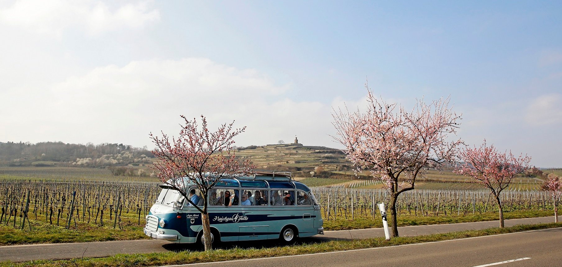 Hier fährt ein Oldtimer Panoramabus unter rosa blühenden Mandelbäumen zwischen den noch kahlen Weinbergen. Im Hintergrund auf einer Weinberg Terrasse thront das Flaggentürmchen.