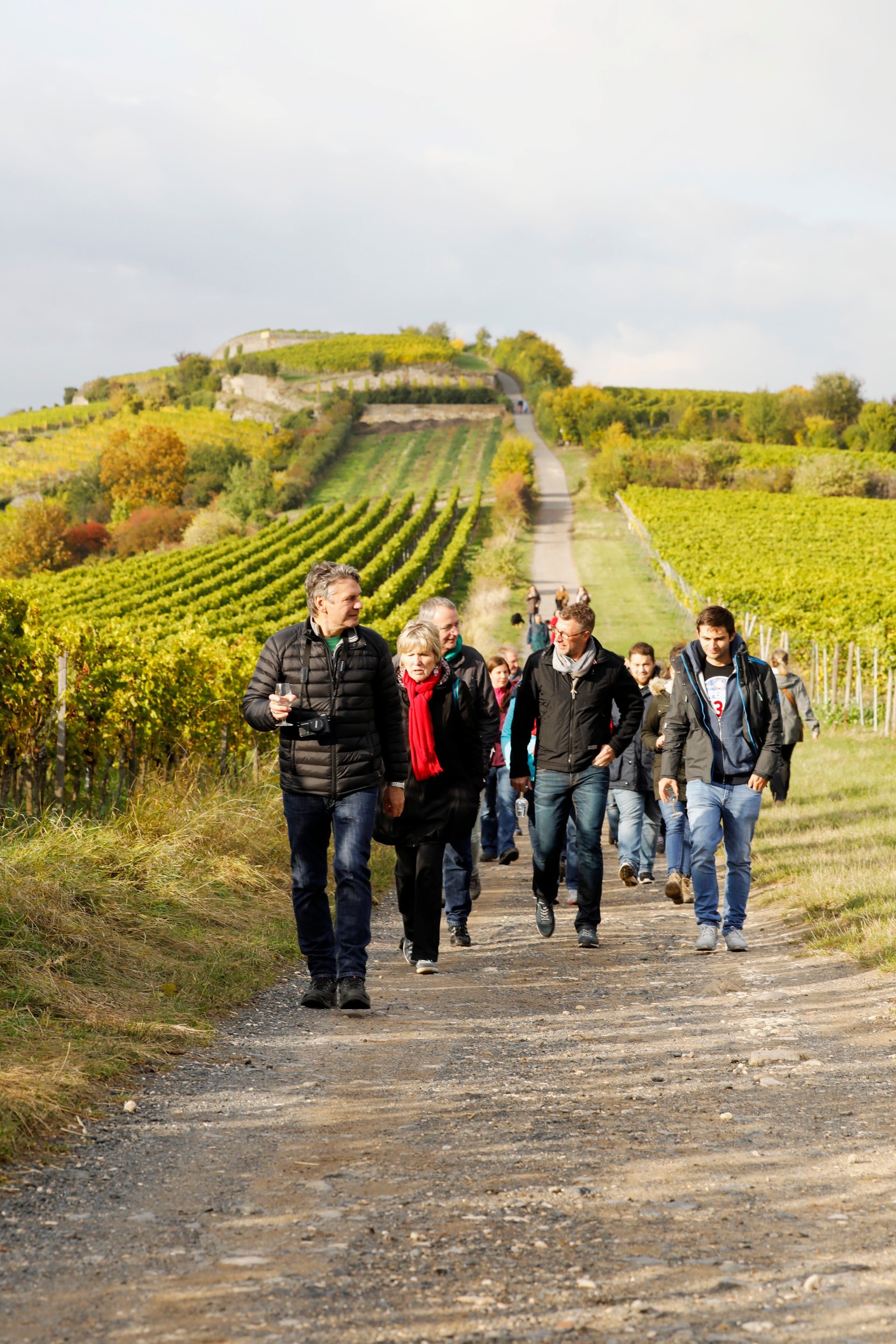 Wandergruppe in den Weinbergen Gruppe von der Weinwanderung mit Weinprobe wandert durch die vom Herbst verfärbten Weinberge.