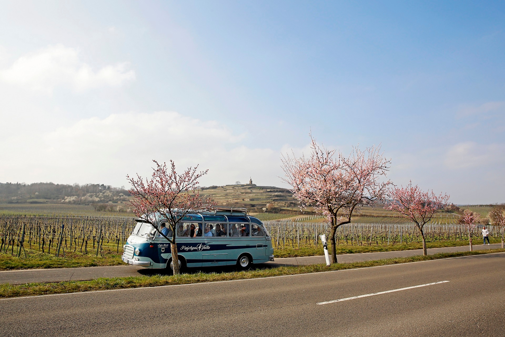 Oldtimer Bus unter Mandelbäumen Hier fährt ein Oldtimer Panoramabus unter rosa blühenden Mandelbäumen zwischen den noch kahlen Weinbergen. Im Hintergrund auf einer Weinberg Terrasse thront das Flaggentürmchen.
