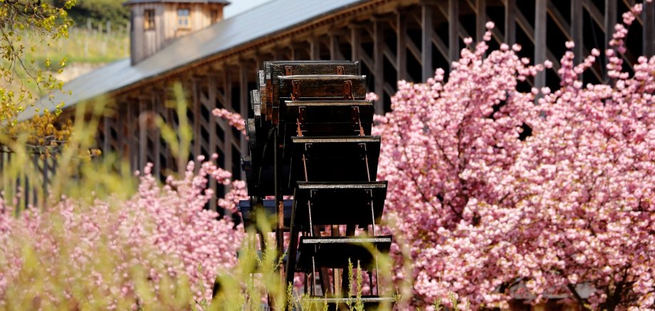 Im Fokus dieses Bildes steht das Holzwasserad umgeben von Schilfpflanzen. Im Hintergrund ist der Nordturm des Gradierbaus sichtbar und rosa blühende Zierkirschenbäume.