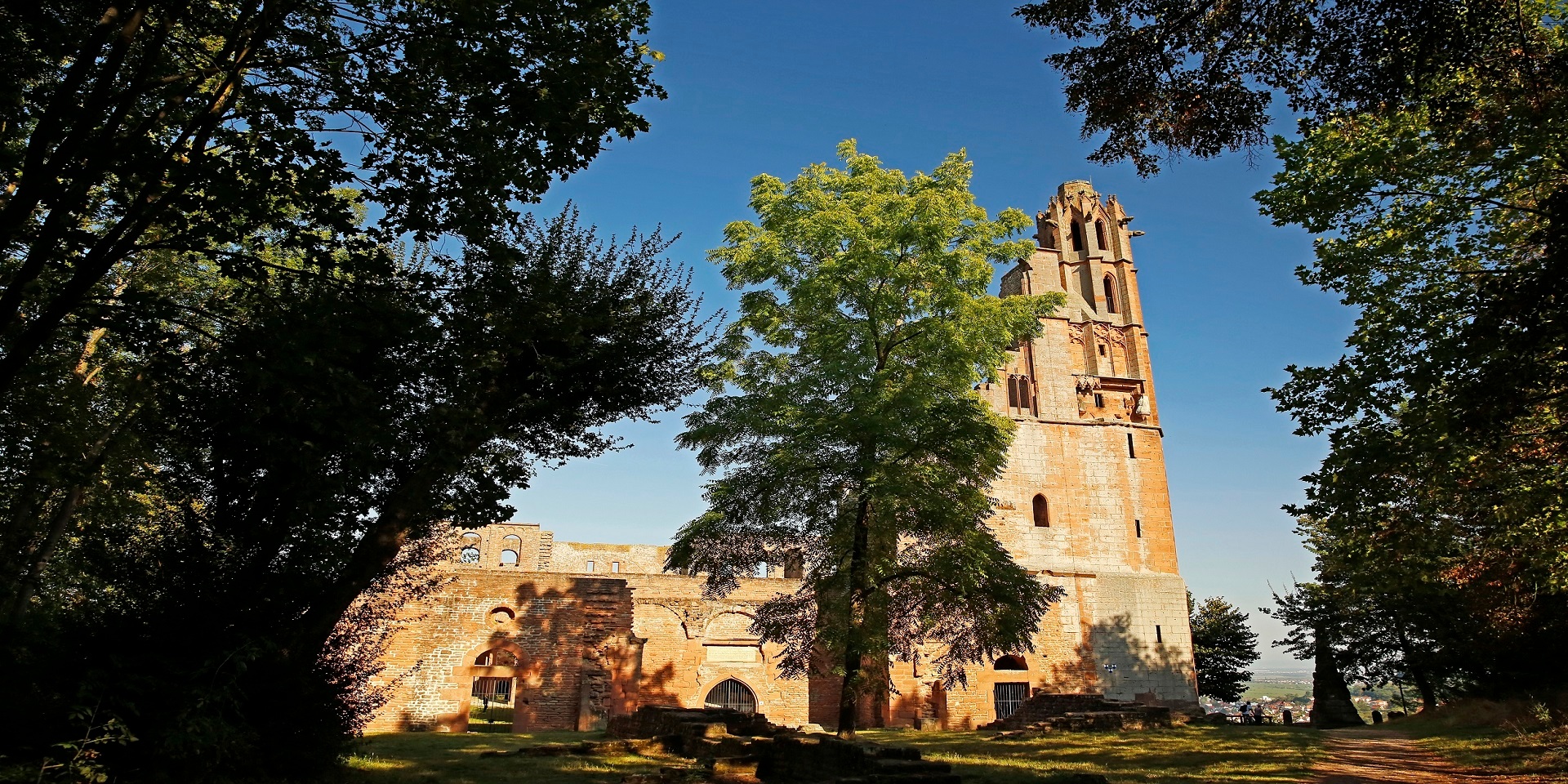 Klosterruine Limburg seitliche Ansicht Die Klosterruine Limburg hinter einem hohen Baum in der Mitte des Bildes der einen Schatten auf die Ruine wirft, rechts und links am Bildrand sind weitere grüne Bäume.