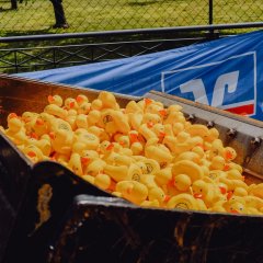 Eine große Baggerschaufel ist gefüllt mit gelben Gummienten für das Entenrennen.