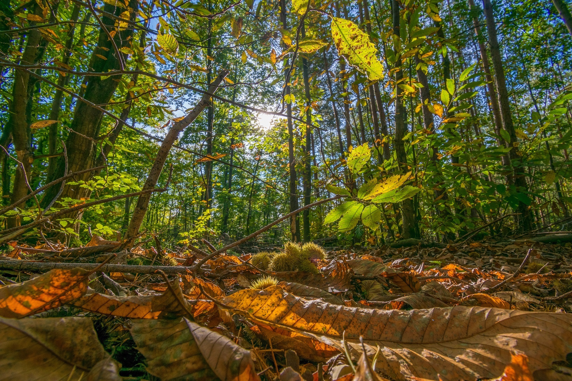 Waldboden Im Vordergrund vom Herbst verfärbte Blätter mit Esskastanien. Im Hintergrund der Wald.