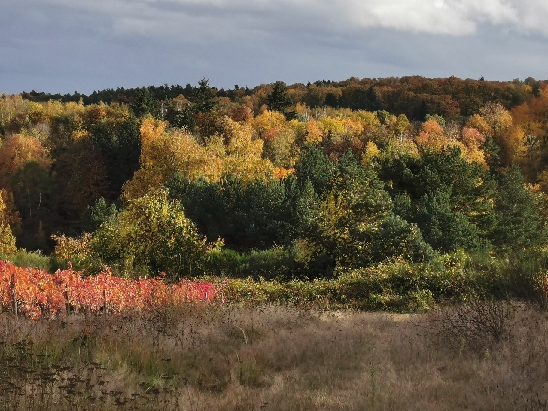 Herbstliche Weinberge mit Wald Im Vordergrund ein herbstlich gefärbter Weinberg in einer Herbstwiese mit Blick auf den bunten Wald.