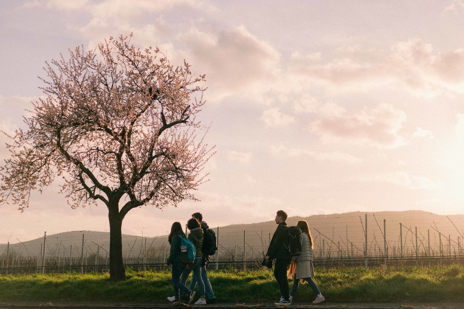 Wanderer unter Mandelbaum