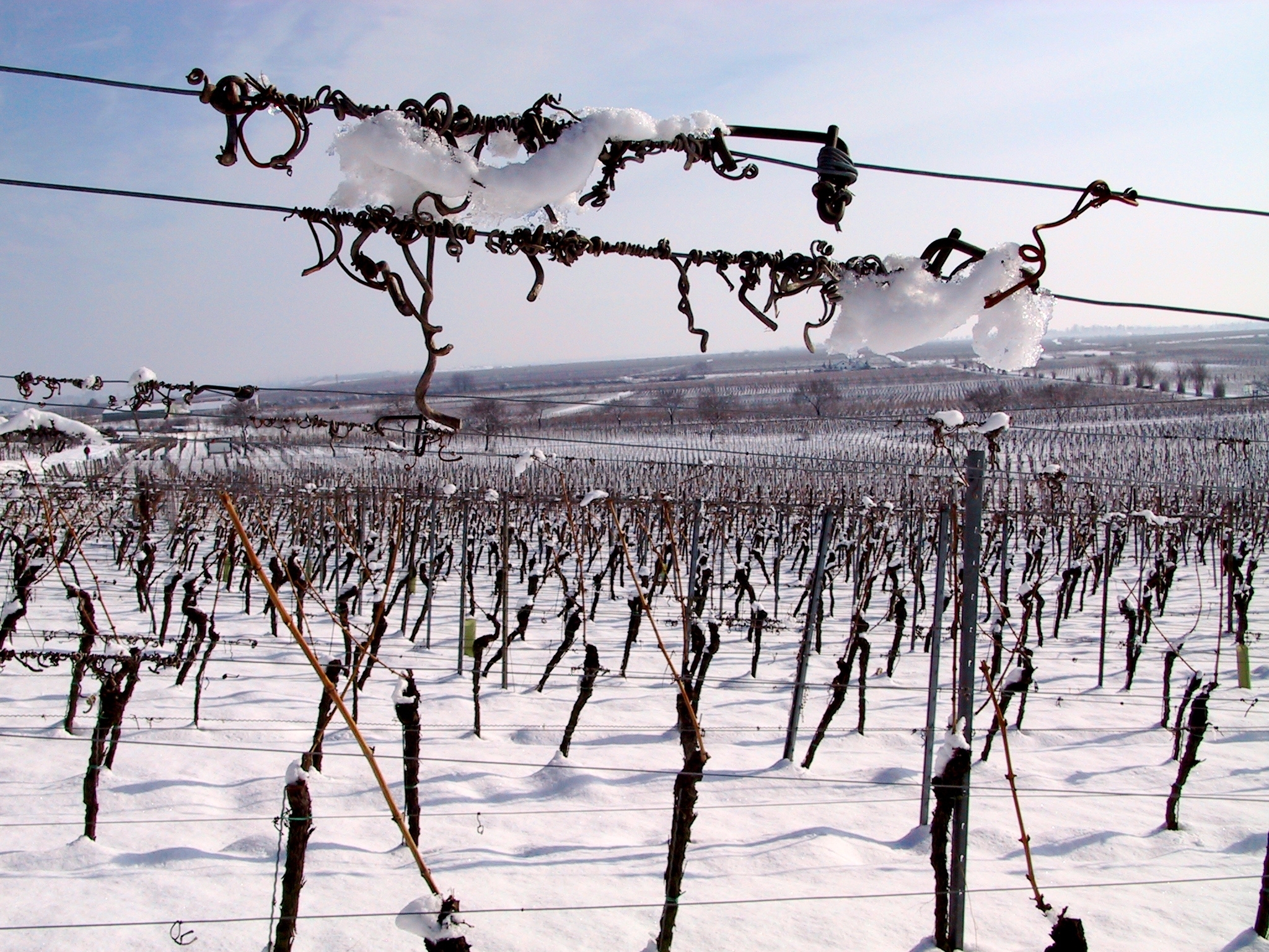 Blick über winterliche Weinberge Im Vordergrund ein mit Raureif und Schnee bedeckter Weinstock im Weinberg.