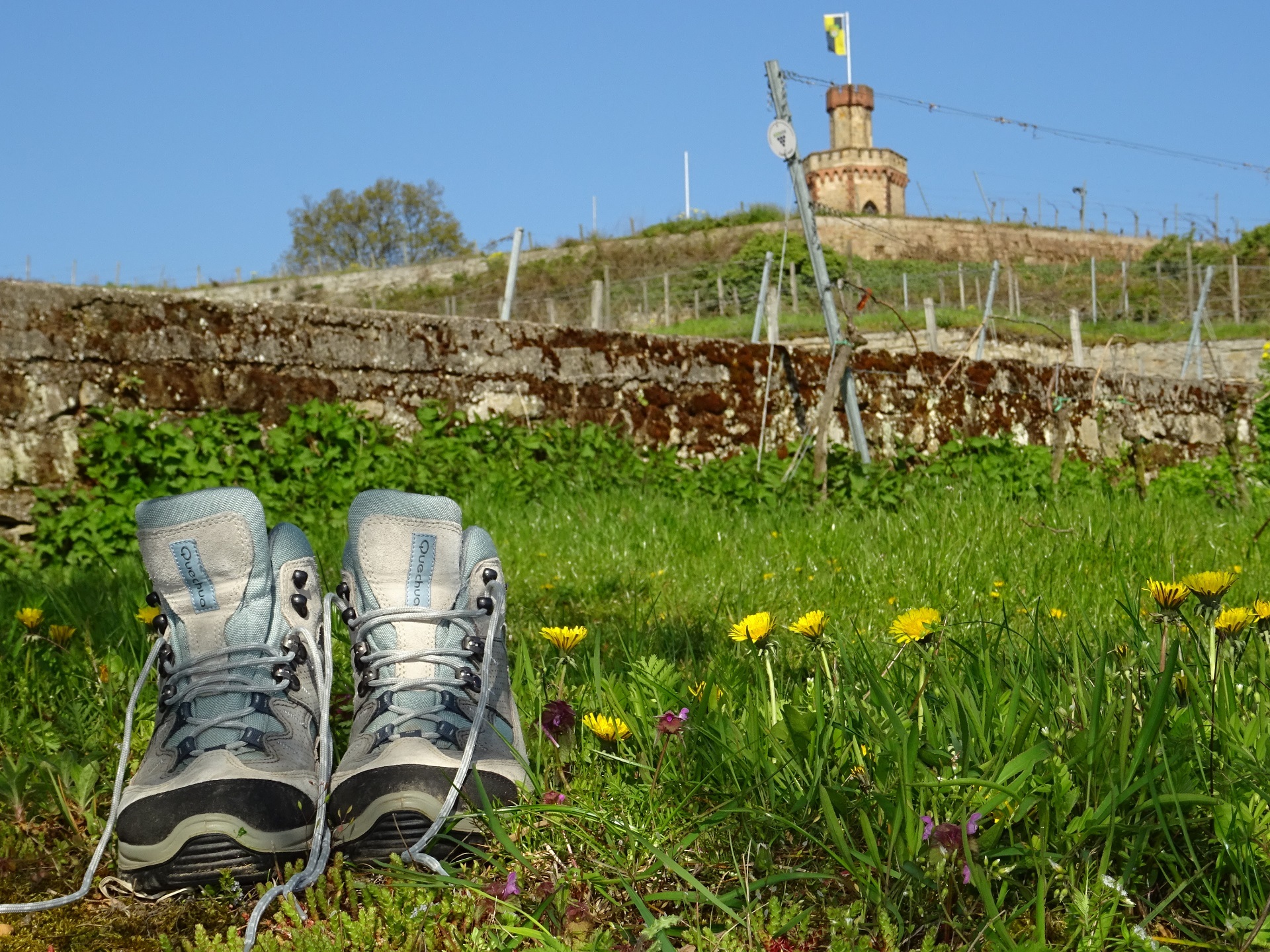 Im Vordergrund ein paar gut getragene Wanderschuhe auf einer Frühlingsblumenwiese. Im Hintergrund ein noch kahler Weinberg mit Flaggenturm.
