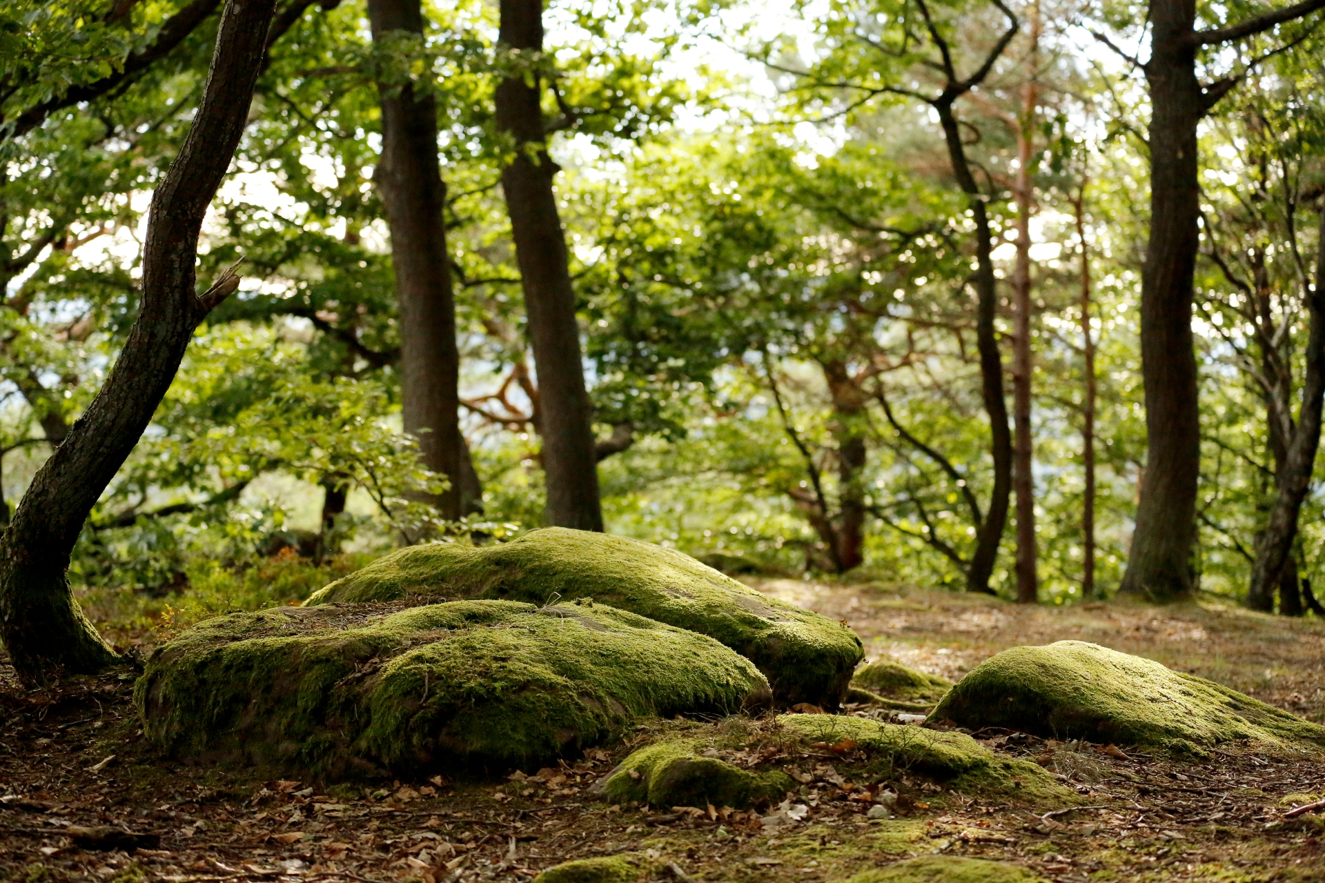 Im Mittelpunkt stehen große Steine auf dem Waldboden welche mit Moos bedeckt sind. im Hintergrund ist ein Kieferwald zu erkennen.