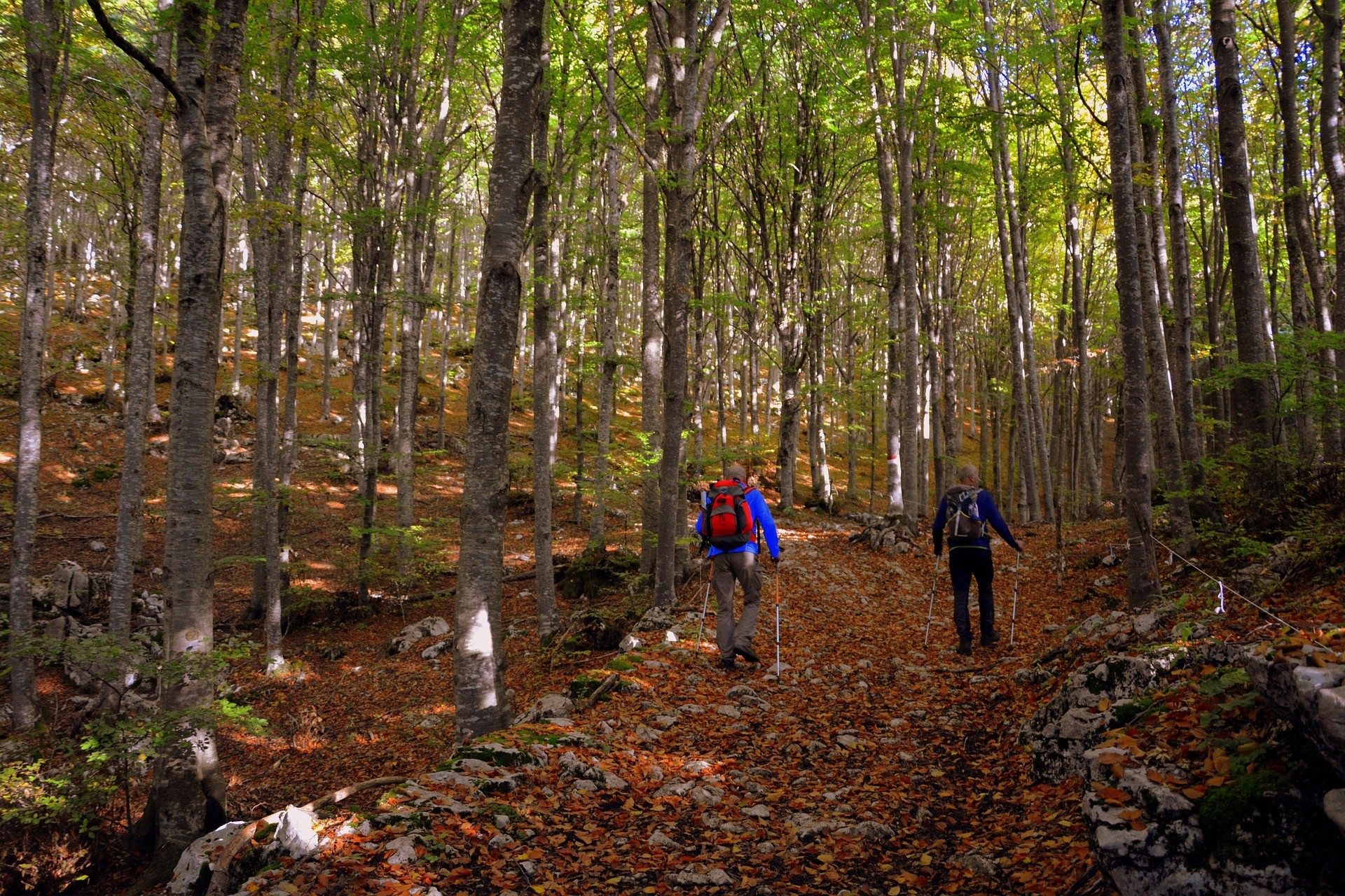 Zwei Nordic Walker laufen bergauf auf einem mit Blättern bedeckten Waldweg durch den Herbstwald.