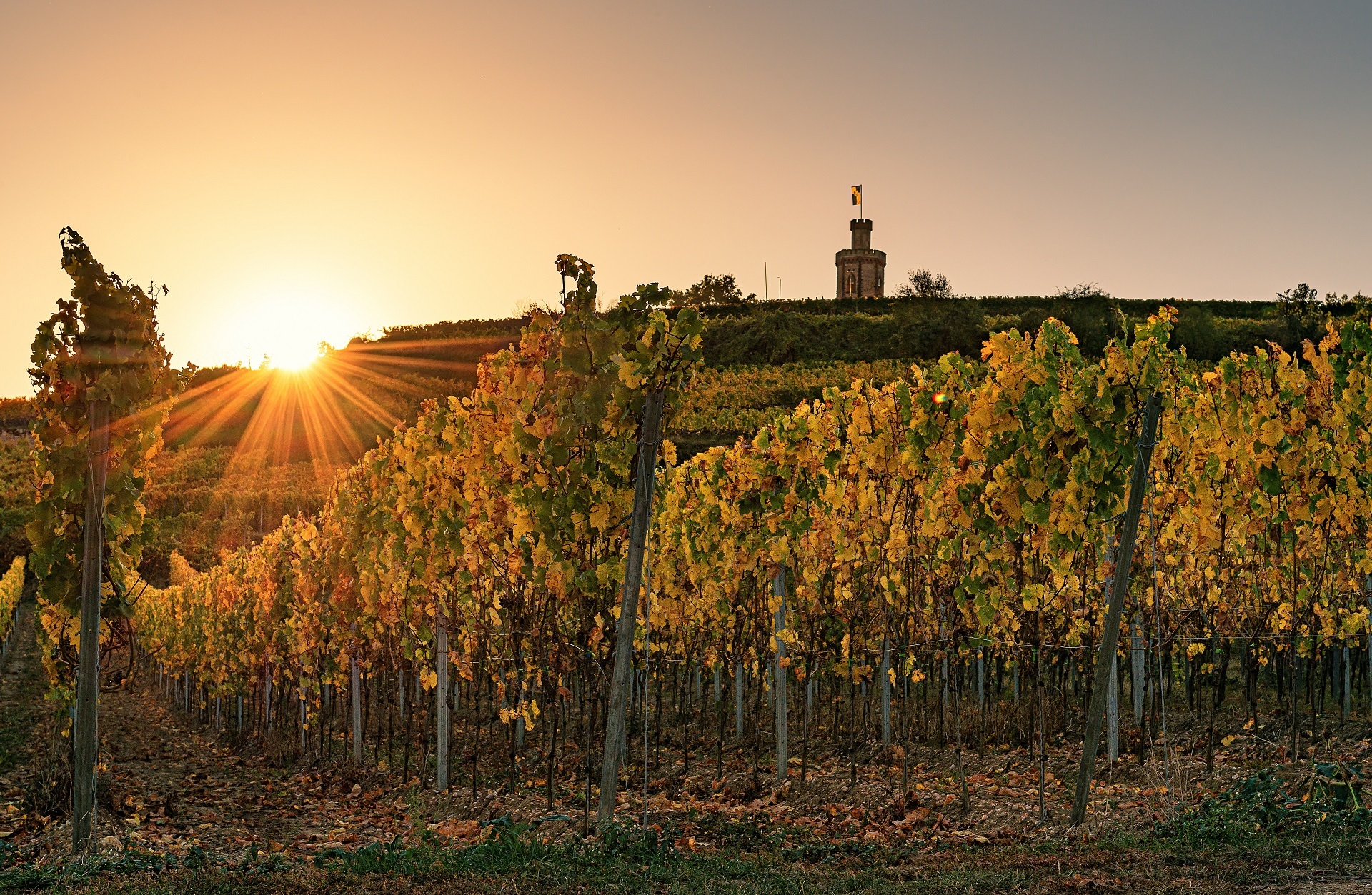 Ein Blick durch die Rebzeilen bei herbstlichen Sonnenuntergang auf das Flaggentürmchen.