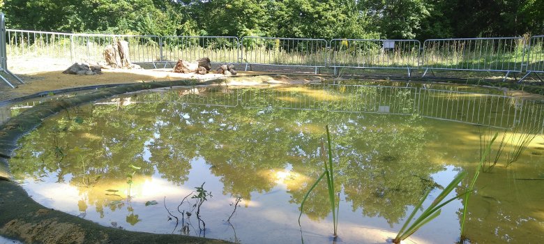 Fertig gefüllter und bepflanzter Teich mit Uferwall und -graben  