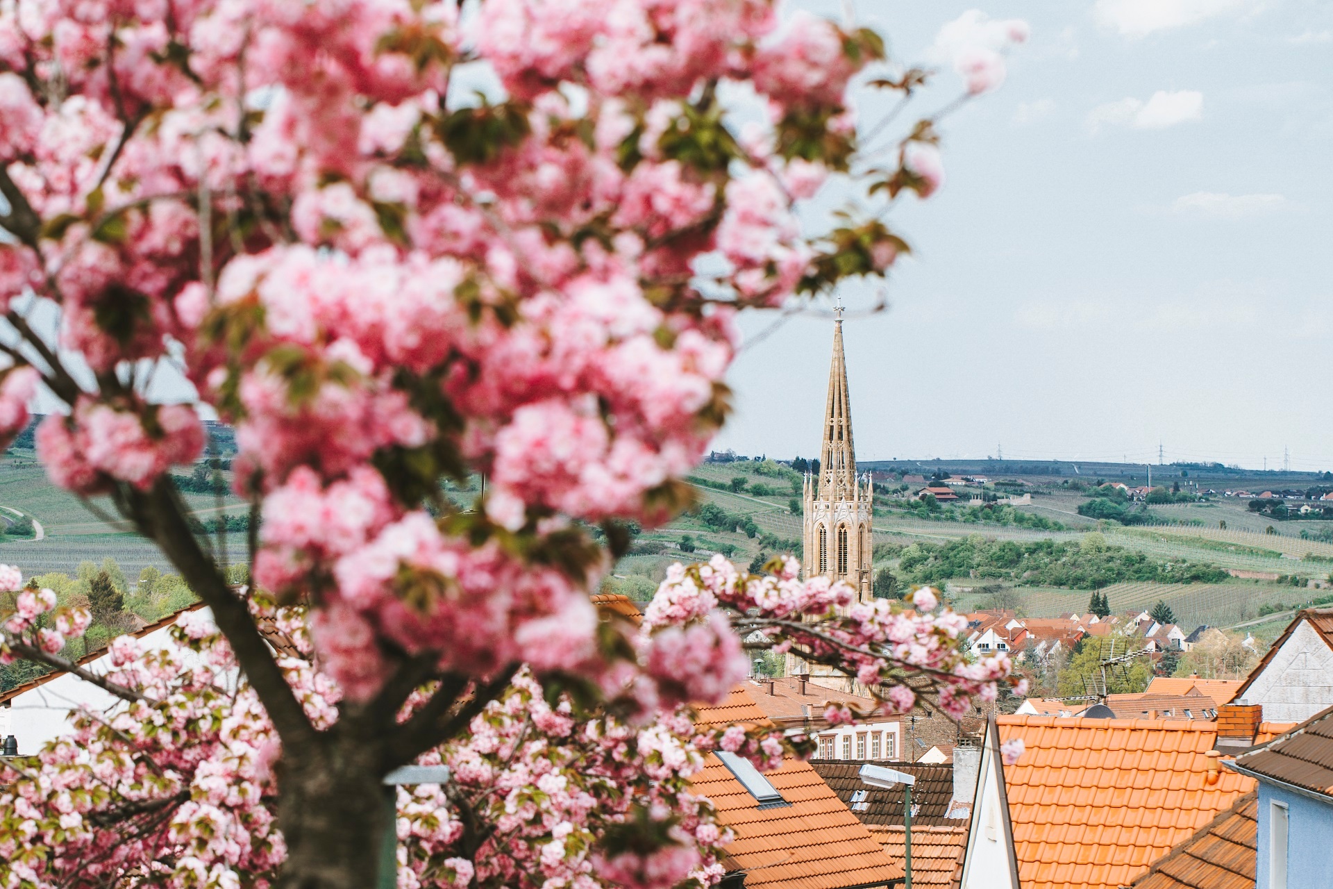 Kirschblüte in Bad Dürkheim mit Blick auf die Schlosskirche