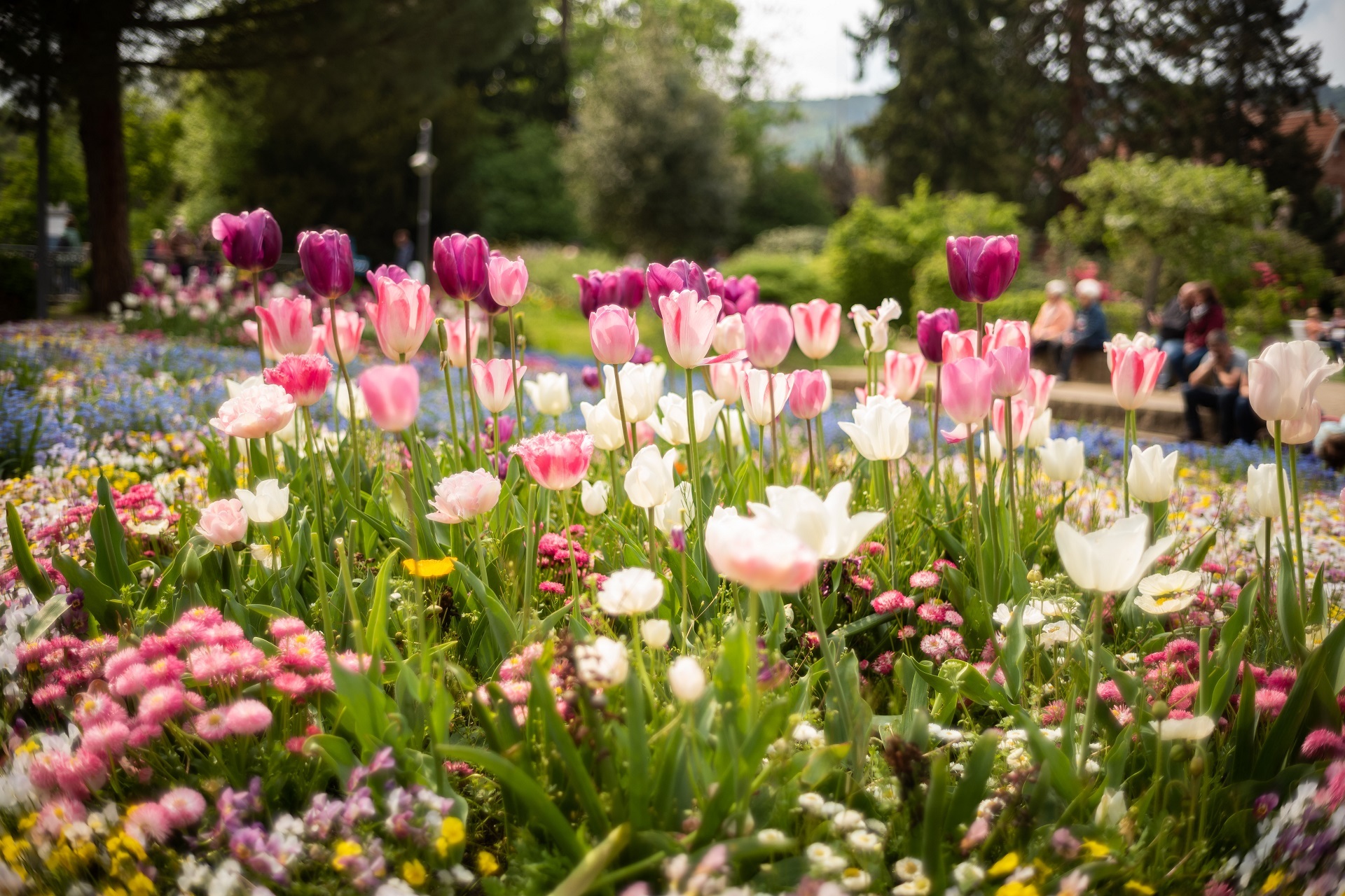 Blühende Tulpen in voller Farbpracht im Kurpark Bad Dürkheim