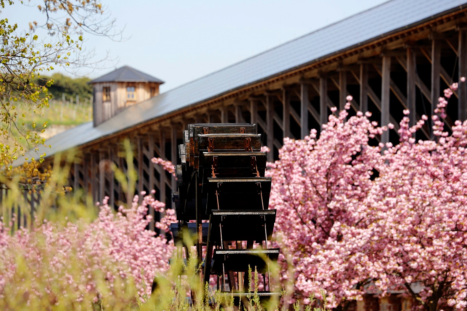 Gradierbau im Frühling in voller Kirschblüte