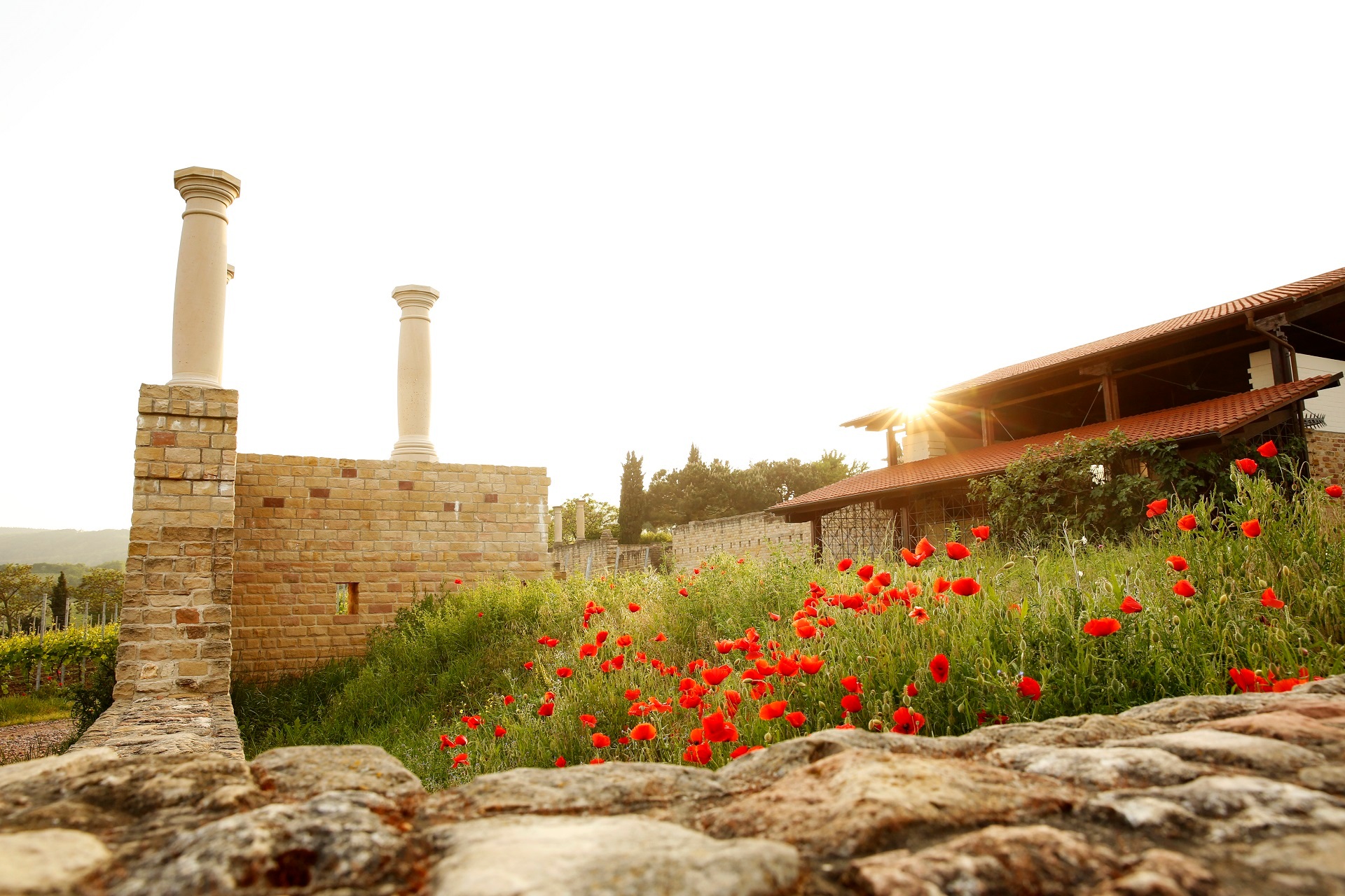 Römisches Weingut am Weilberg im Frühling mit Sonnenstrahlen und Mohnblumen