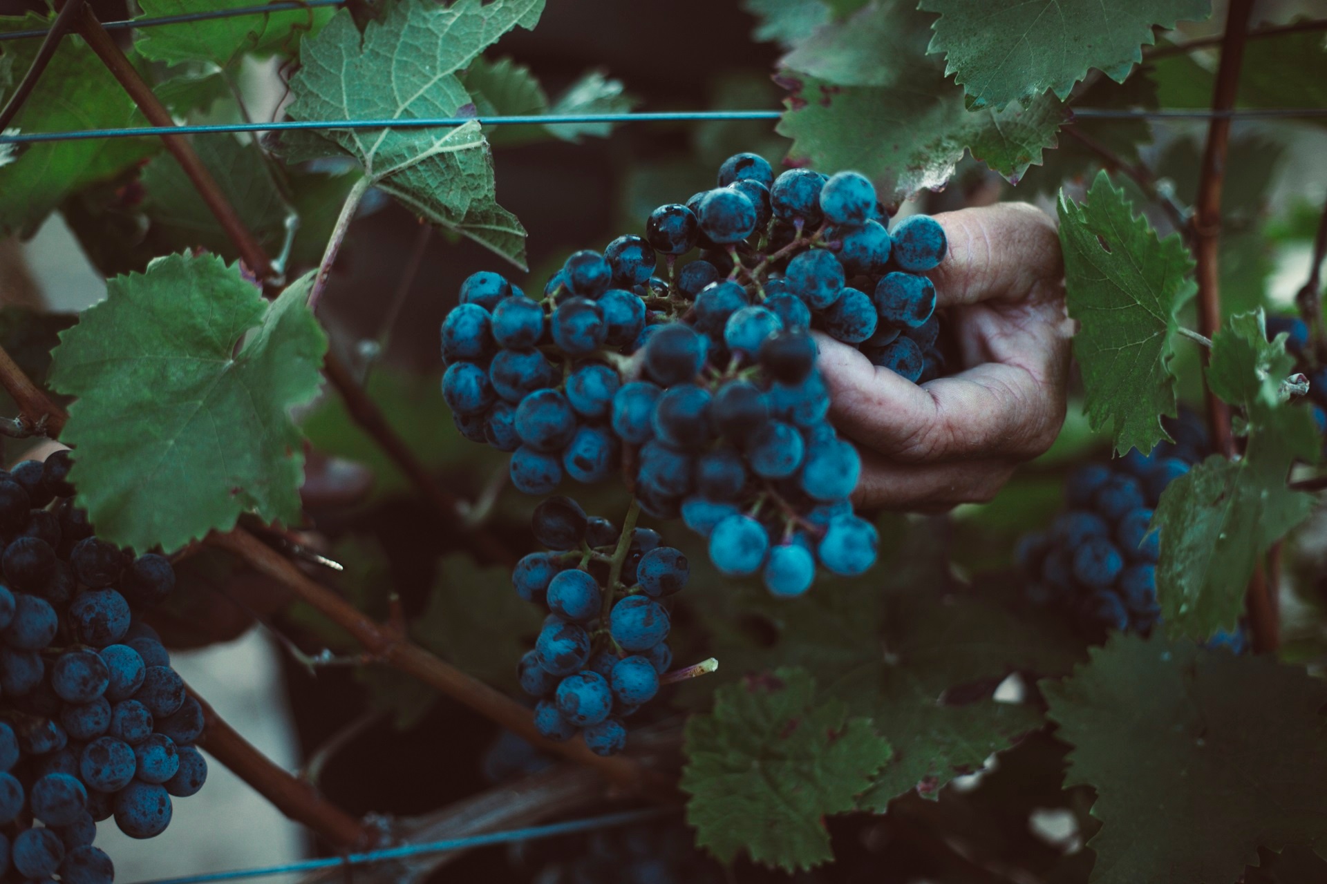 Rote Weintraube wird per Hand geerntet