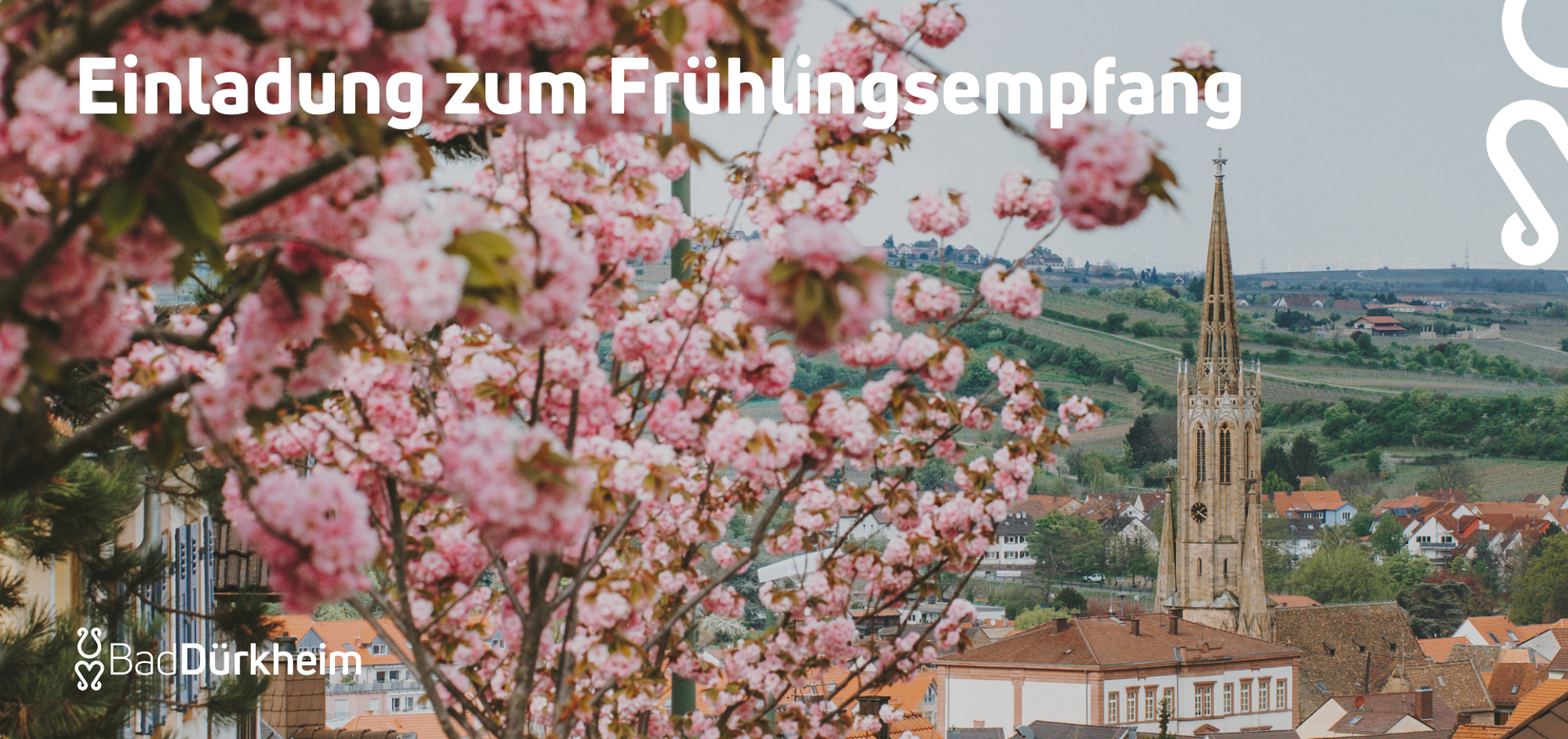 Kirschblütenbaum mit Blick auf die Schlosskirche Bad Dürkheims.