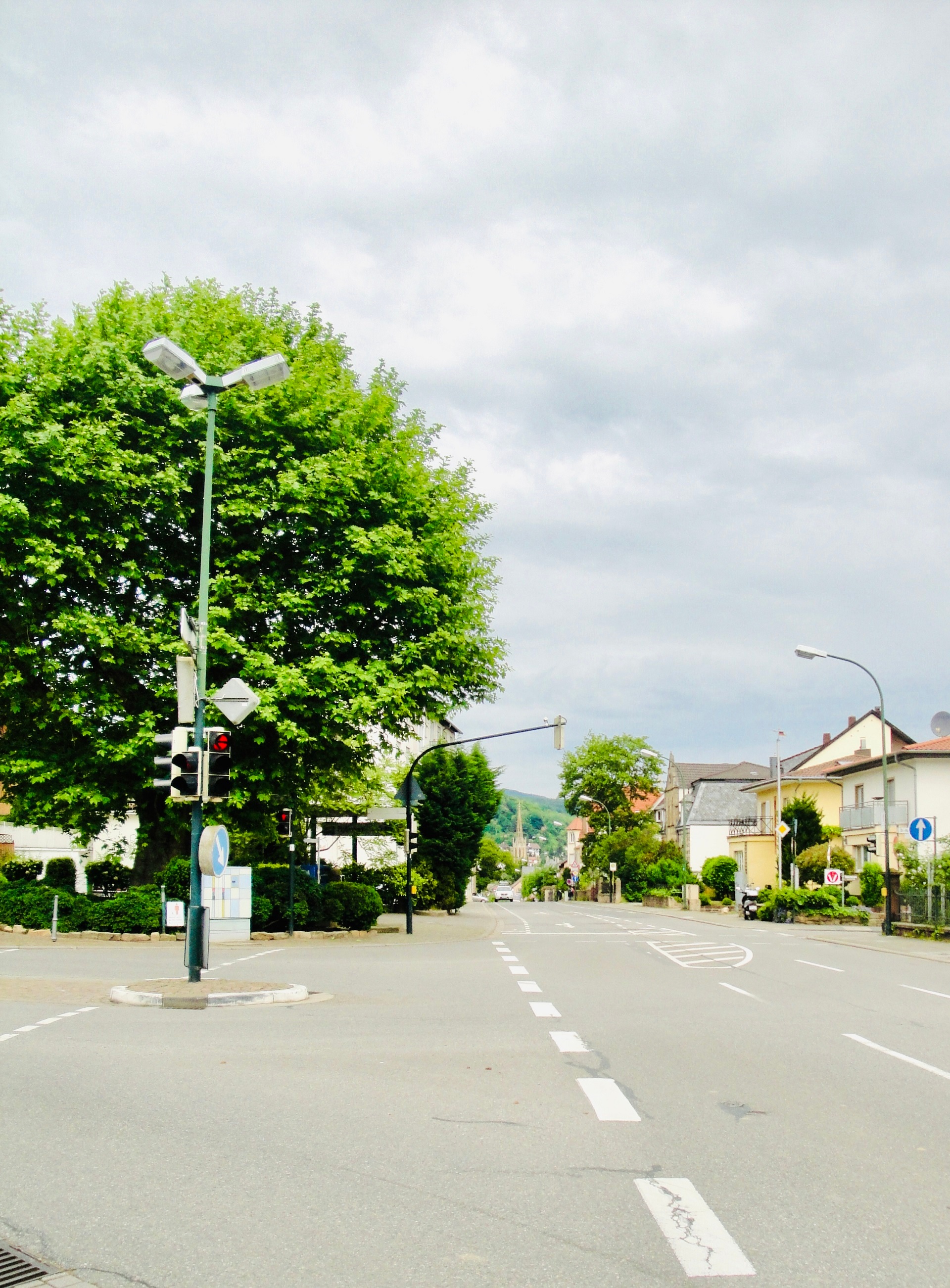 Plantane am Amtsblatt Bad Dürkheim Plantane am Amtsblatt Bad Dürkheim