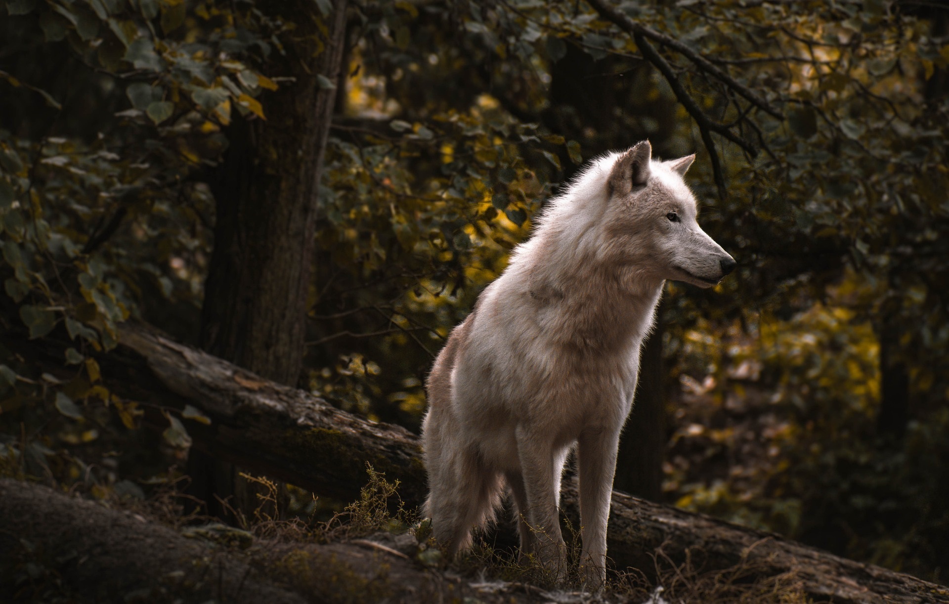 Wolf Wolf im Wald lauernd