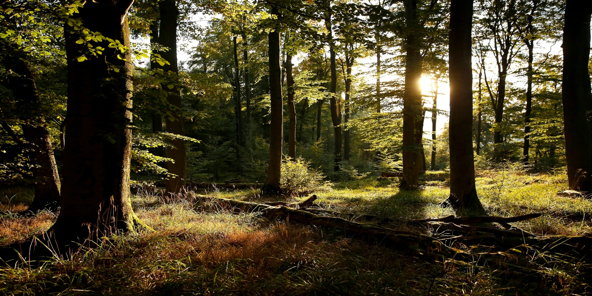 Lichter Wald Im Hintergrund ein Sonnenuntergang der durch die grünen Blätter der Buchen im Wald scheint.