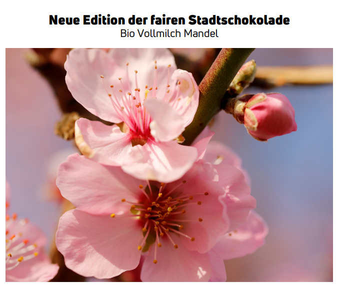 Mandelblüte