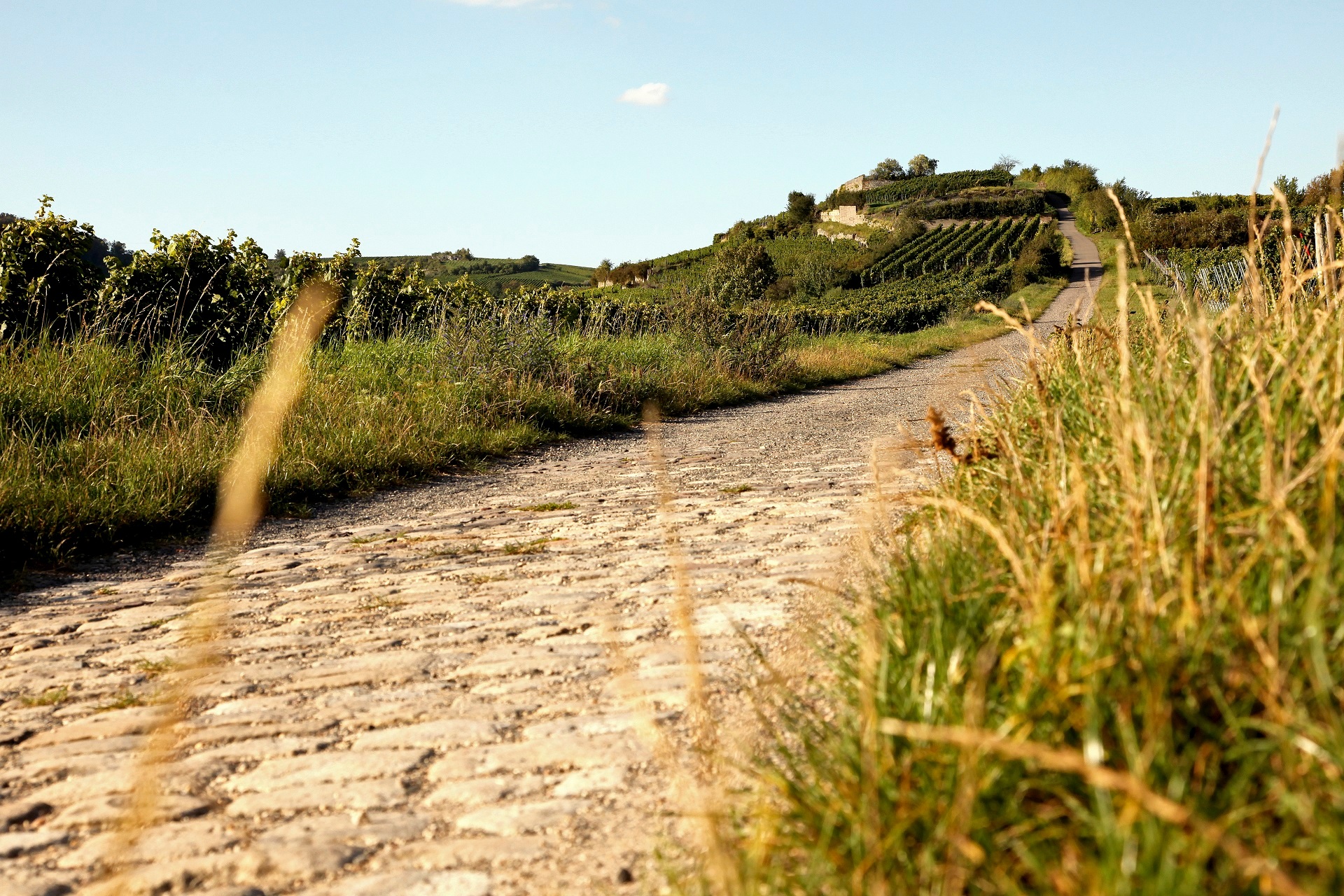 Weinbergweg Spielberg Gepflasterter Weg führt durch die Weinberge am Spielberg