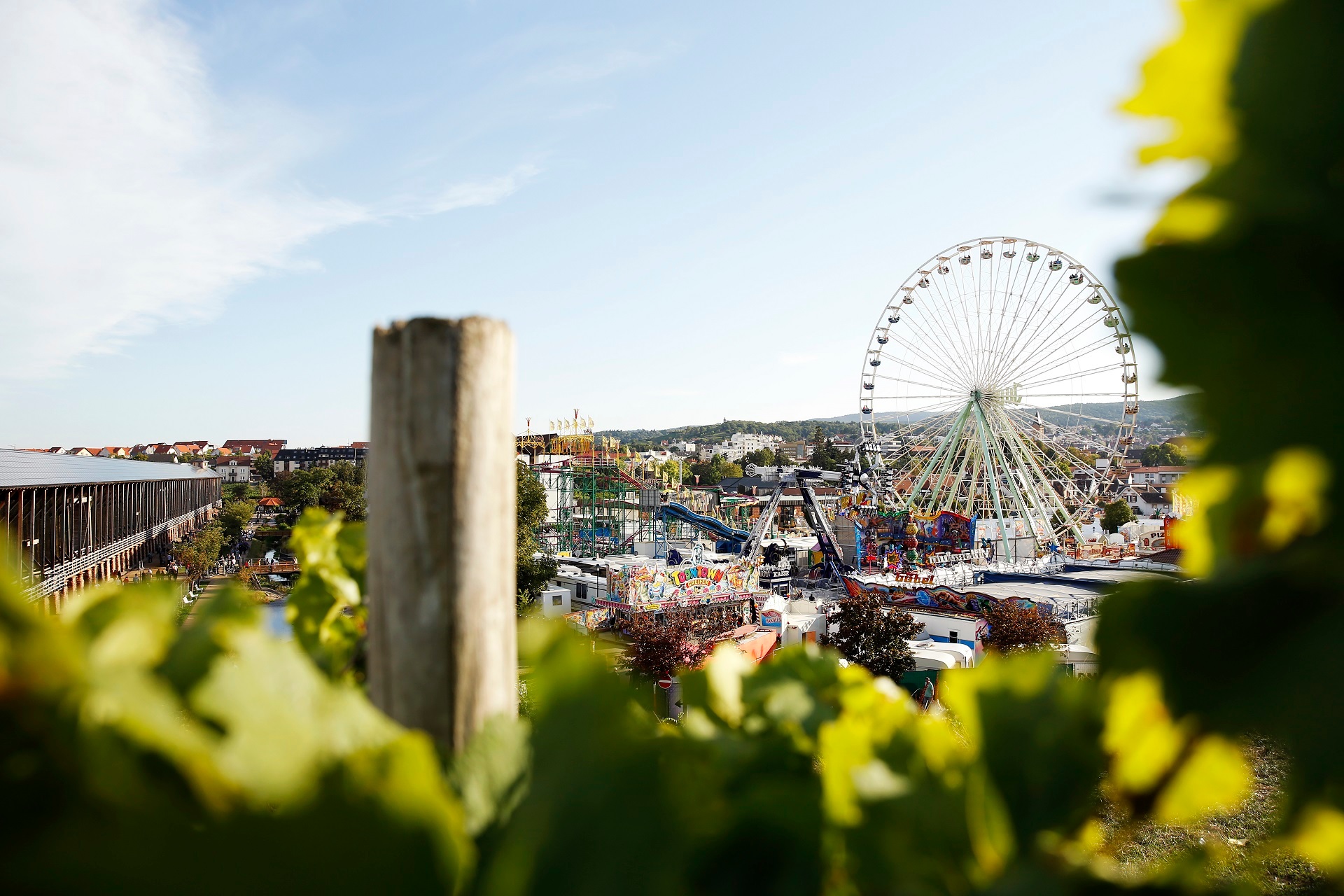 Im Vordergrund sind unscharf grüne Weinreben zu erkennen, die eine Art Rahmen, um den im Mittelpunkt des Bildes stehenden Festplatz des Dürkheimer Wurstmarkt, bilden. Besonders sticht hier das Jupiter Riesenrad hervor.