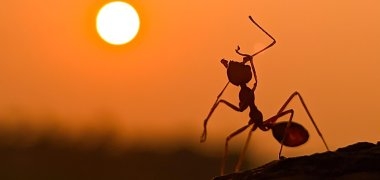 Ameise bei Sonnenuntergang
