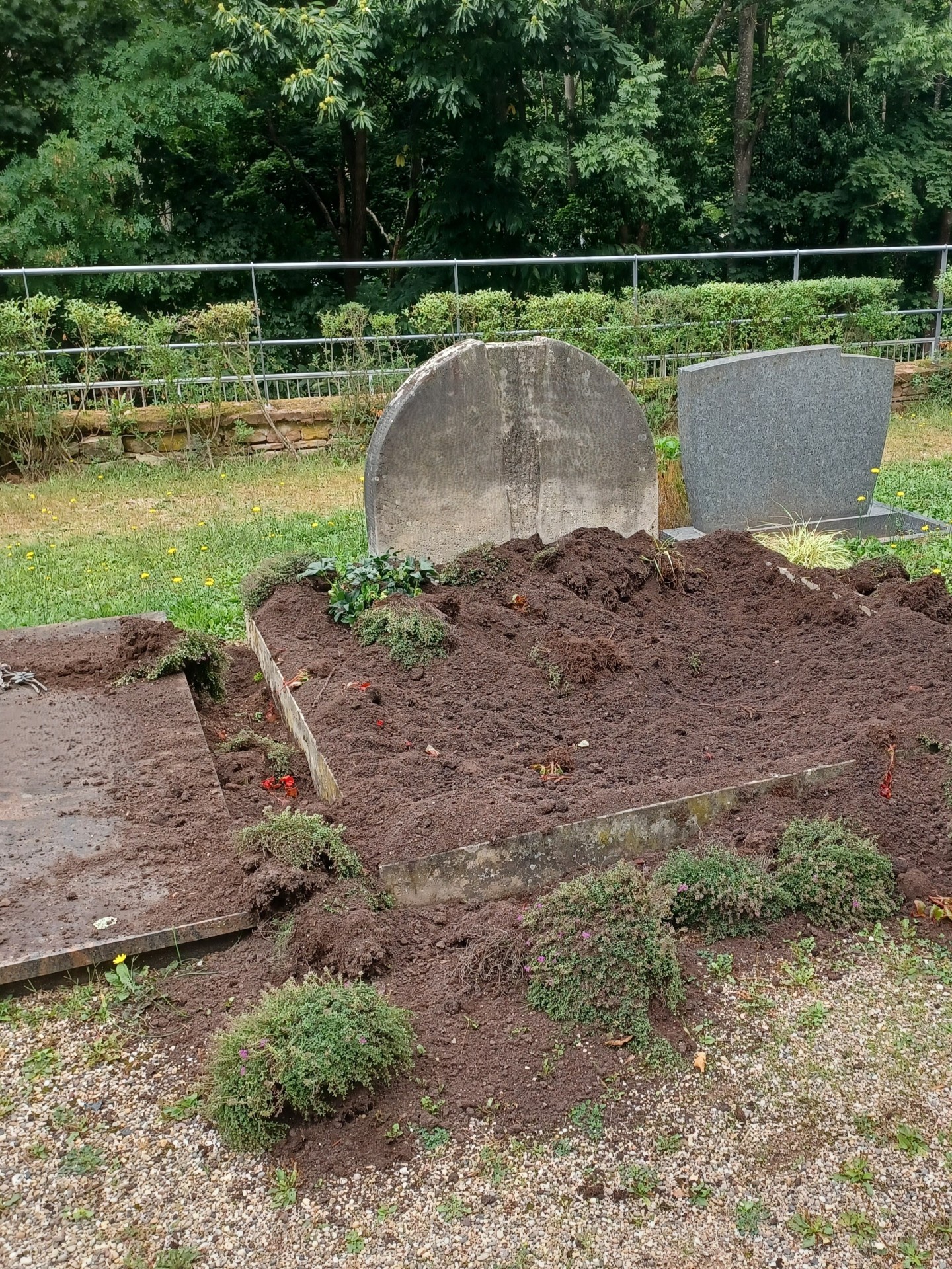 Wildschweinschäden auf dem Friedhof in Grethen – Stadt verstärkt Schutzmaßnahmen