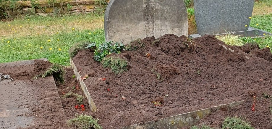 Wildschweinschäden auf dem Friedhof in Grethen – Stadt verstärkt Schutzmaßnahmen