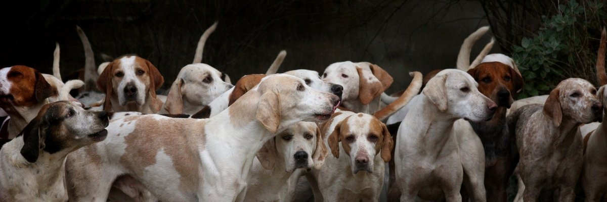 Hunde Ein Rudel von Hunden